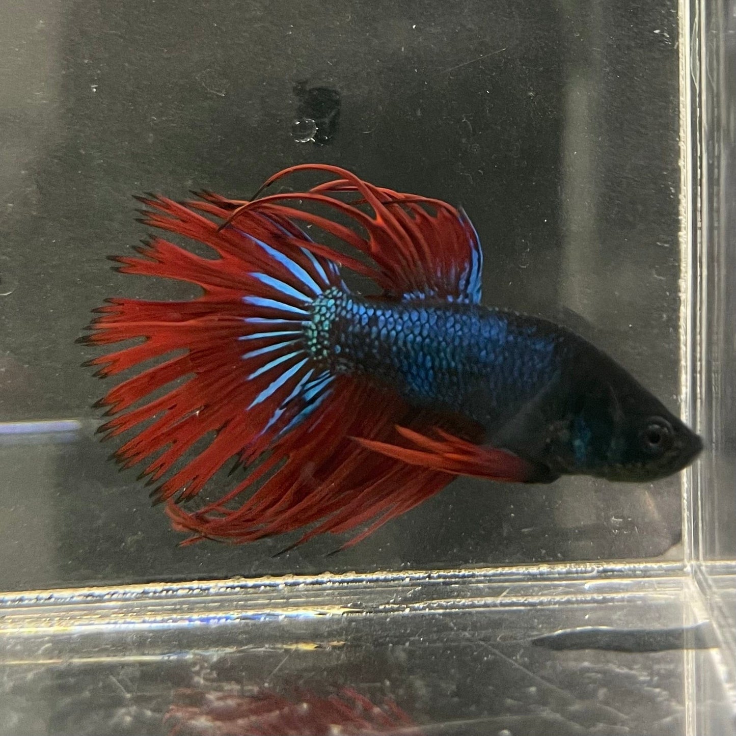 the-fish-farm Male Betta Male Betta - One Only - 10 Choose your favourite Male Betta from The Fish Farm Australia