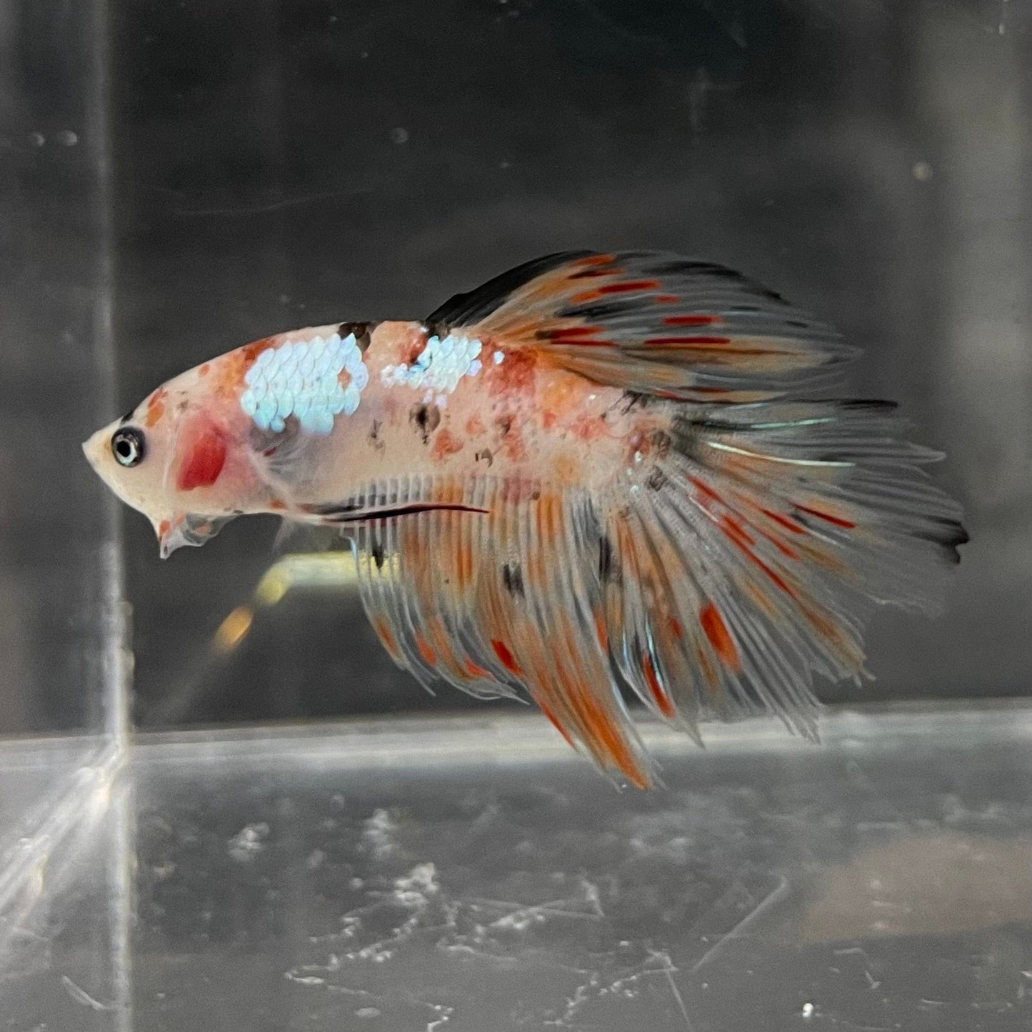 the-fish-farm Male Betta Male Betta - One Only - 10 Choose your favourite Male Betta from The Fish Farm Australia