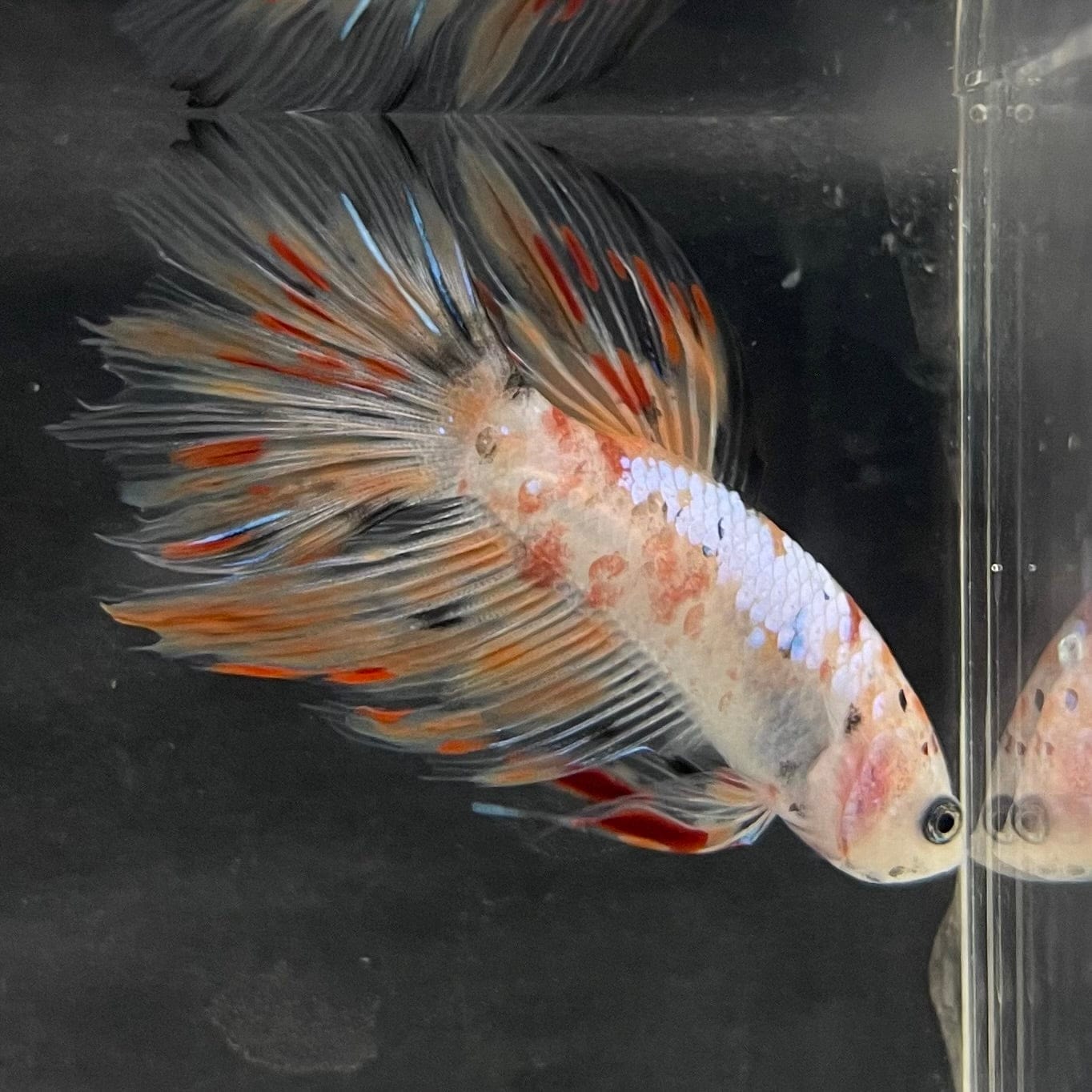 the-fish-farm Male Betta Male Betta - One Only - 10 Choose your favourite Male Betta from The Fish Farm Australia