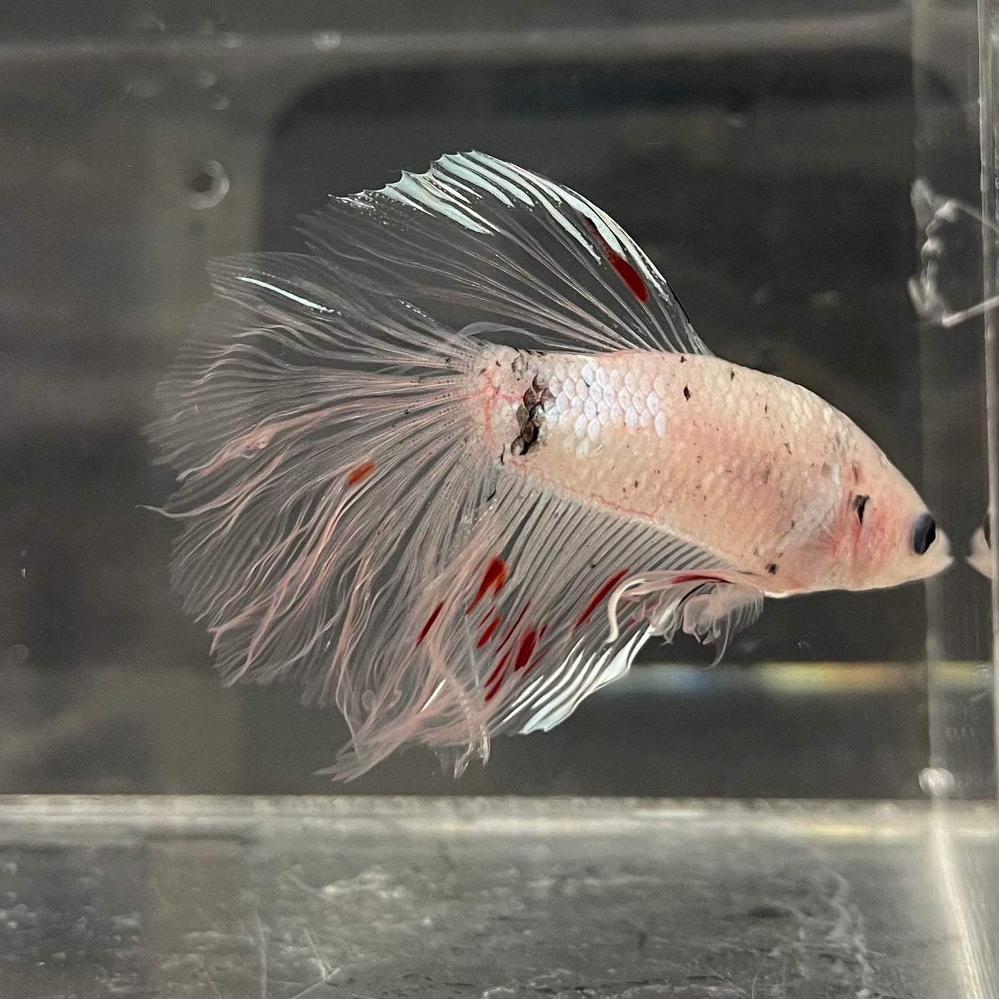 the-fish-farm Male Betta Male Betta - One Only - 10 Choose your favourite Male Betta from The Fish Farm Australia