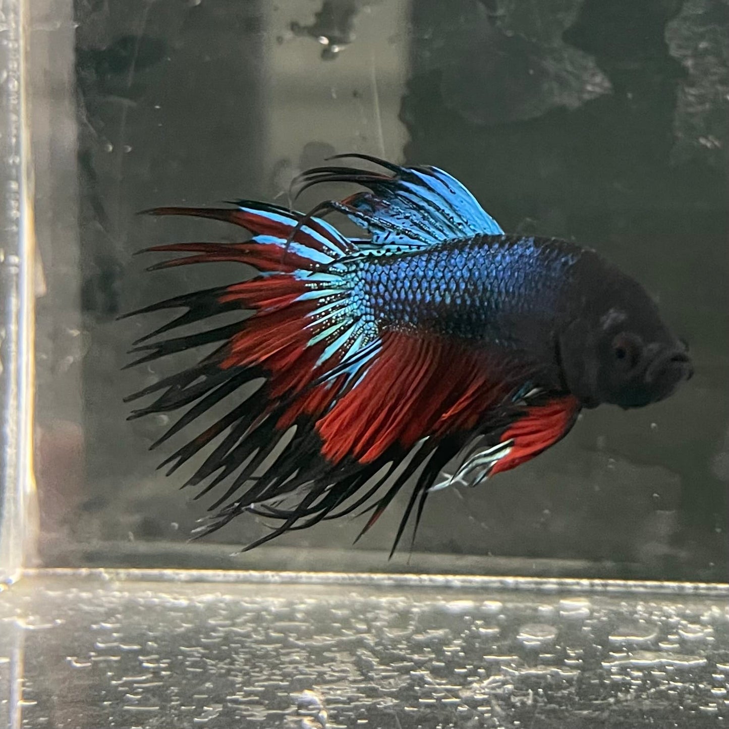 the-fish-farm Male Betta Male Betta - One Only - 10 Choose your favourite Male Betta from The Fish Farm Australia