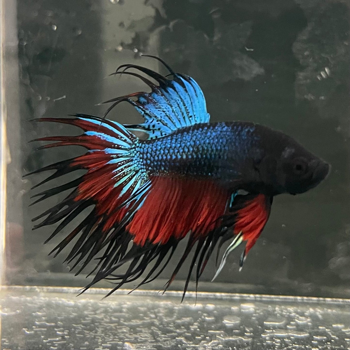 the-fish-farm Male Betta Male Betta - One Only - 10 Choose your favourite Male Betta from The Fish Farm Australia