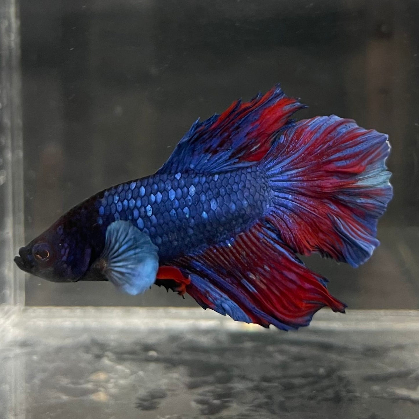 the-fish-farm Male Betta Male Betta - One Only - 10 Choose your favourite Male Betta from The Fish Farm Australia