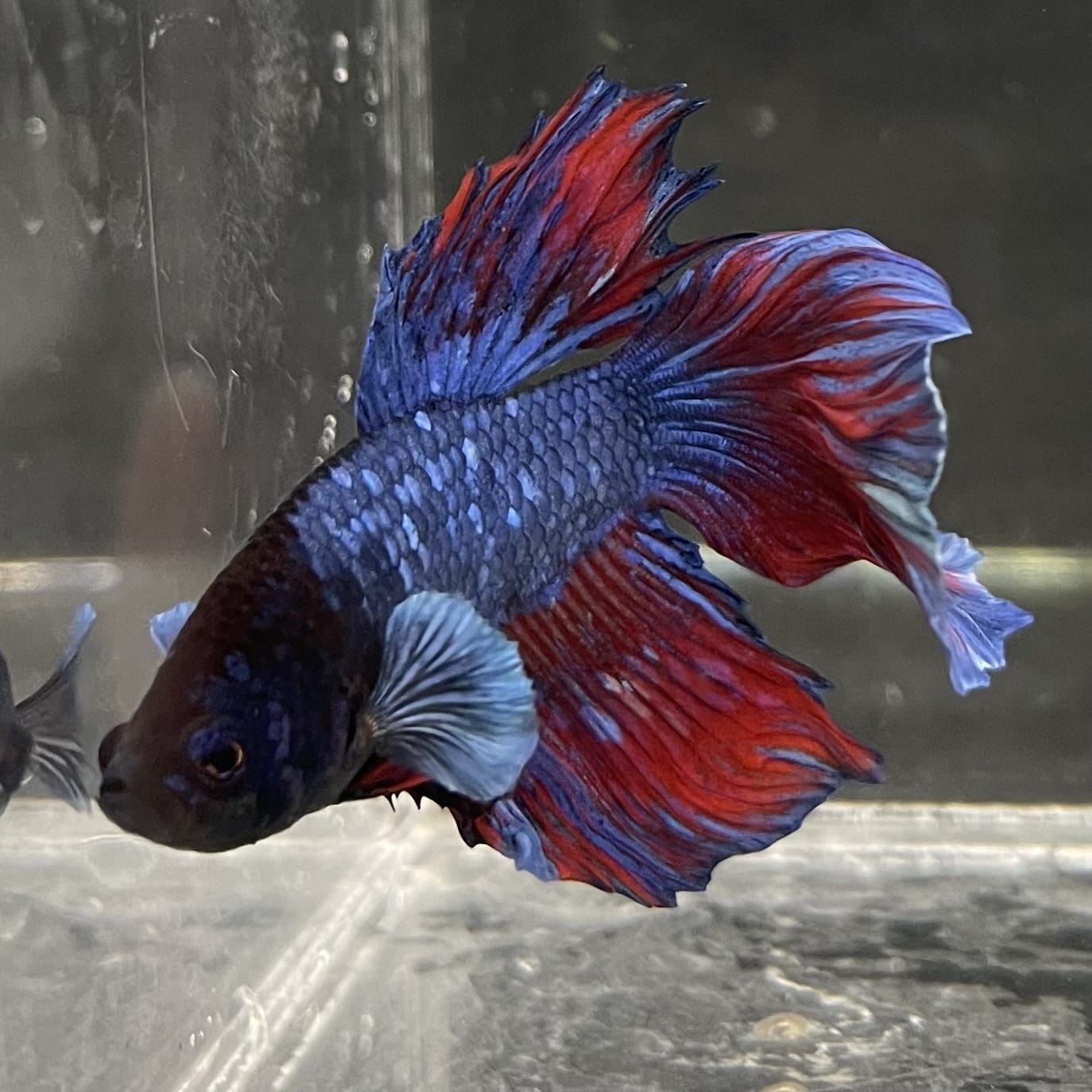 the-fish-farm Male Betta Male Betta - One Only - 10 Choose your favourite Male Betta from The Fish Farm Australia