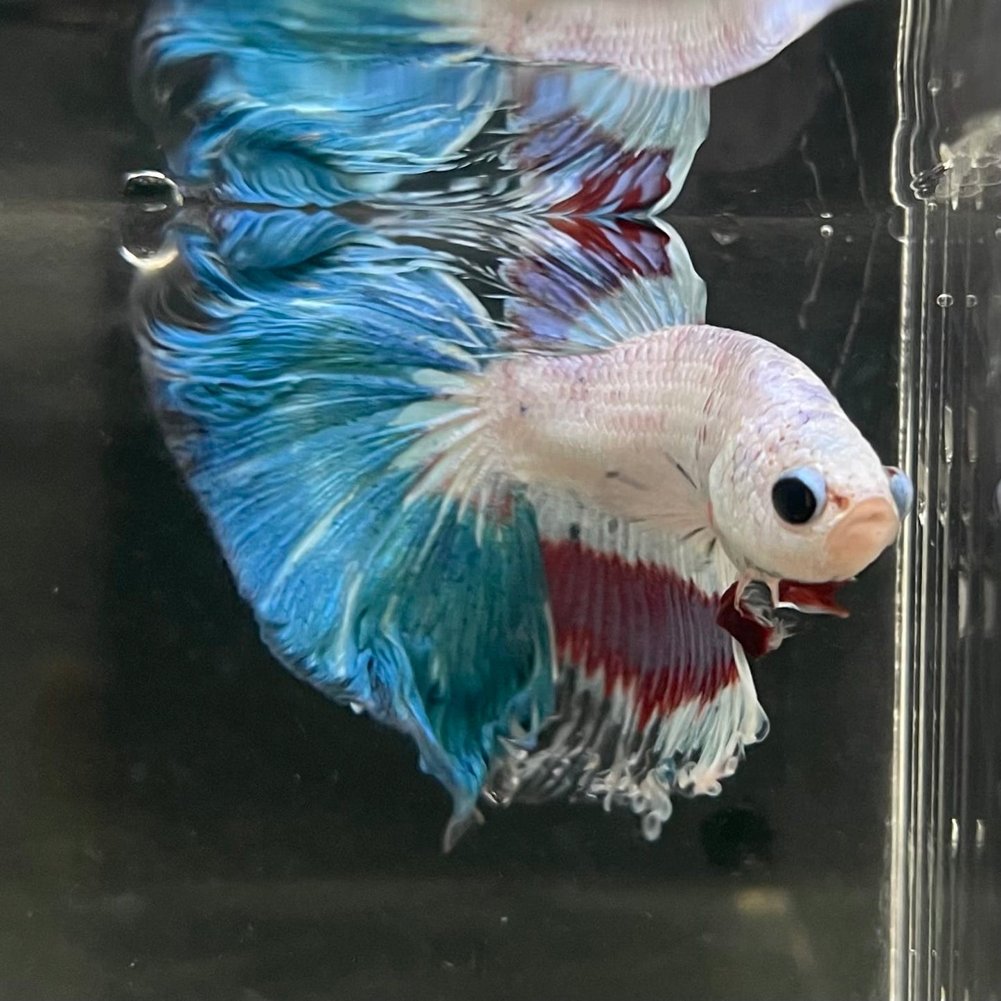 the-fish-farm Male Betta Male Betta - One Only - 10 Choose your favourite Male Betta from The Fish Farm Australia