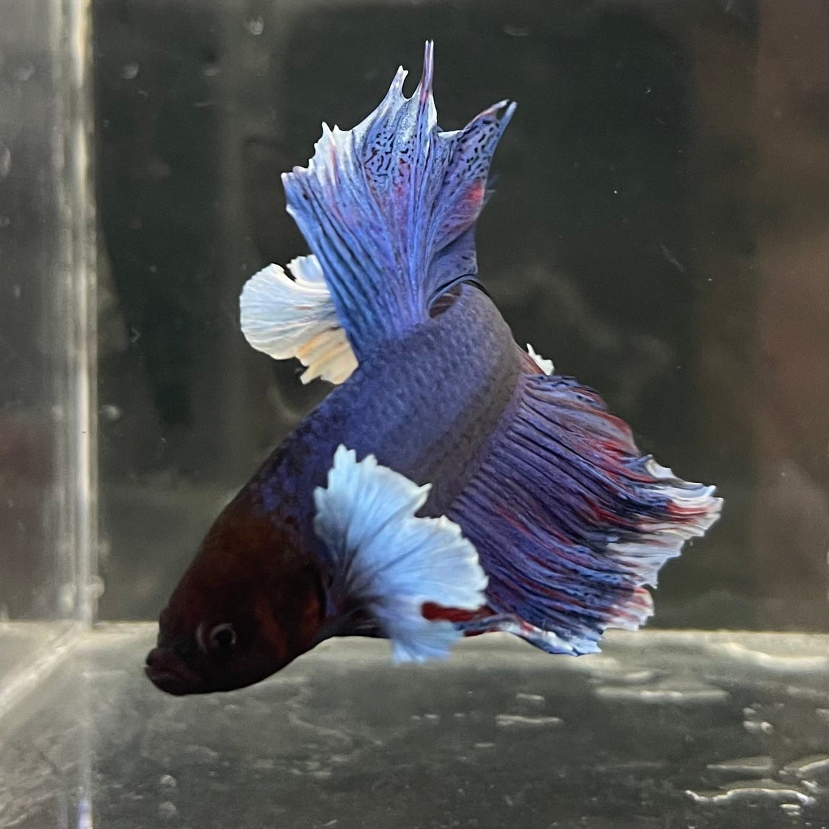 the-fish-farm Male Betta Male Betta - One Only - 10 Choose your favourite Male Betta from The Fish Farm Australia