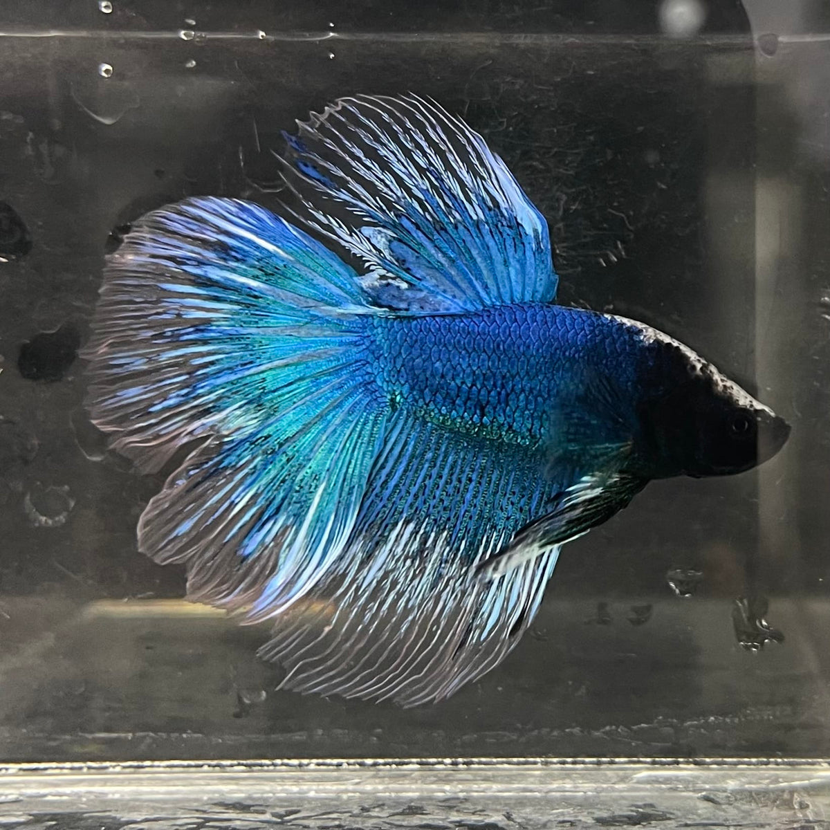 the-fish-farm Male Betta Male Betta - One Only - 10 Choose your favourite Male Betta from The Fish Farm Australia
