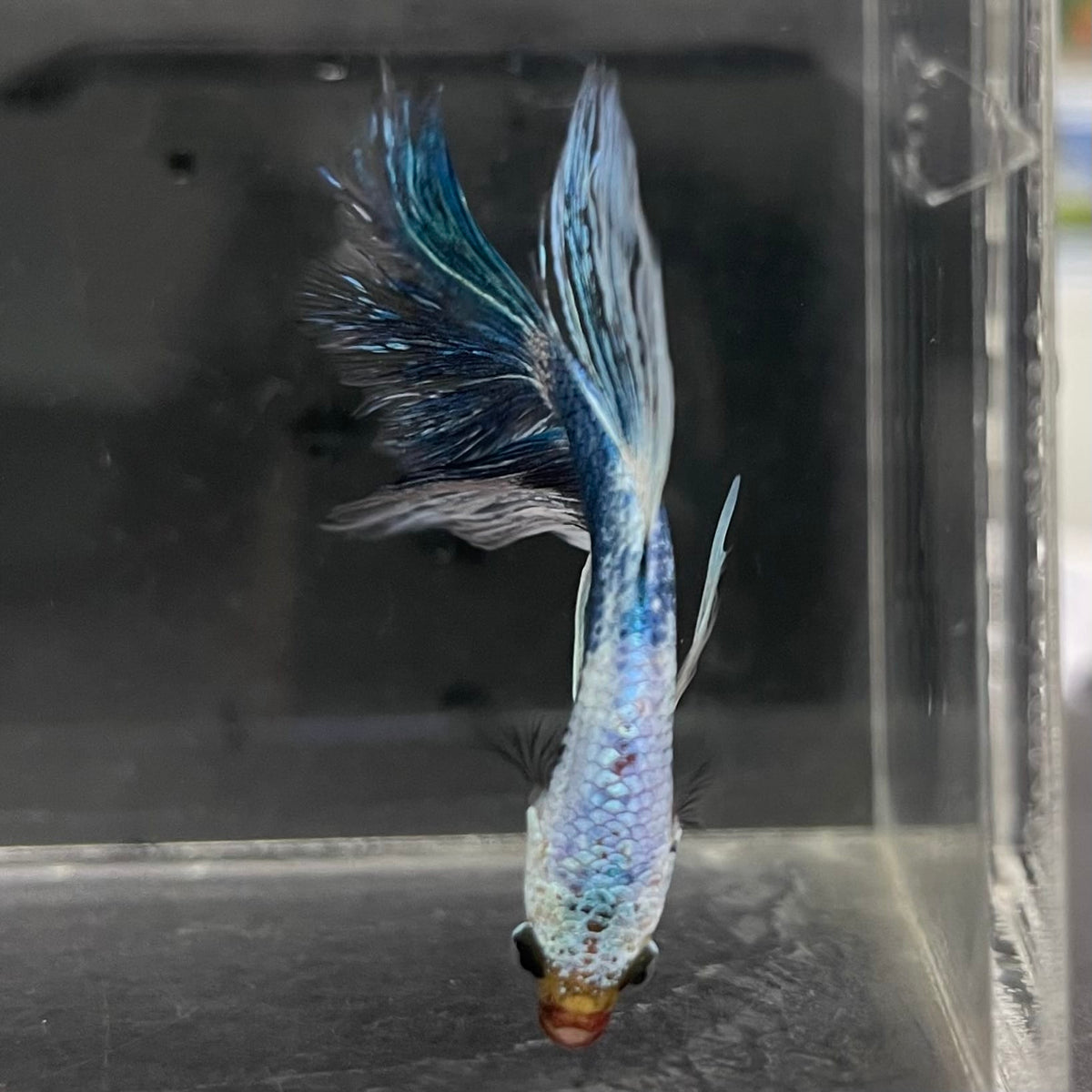 the-fish-farm Male Betta Male Betta - One Only - 10 Choose your favourite Male Betta from The Fish Farm Australia