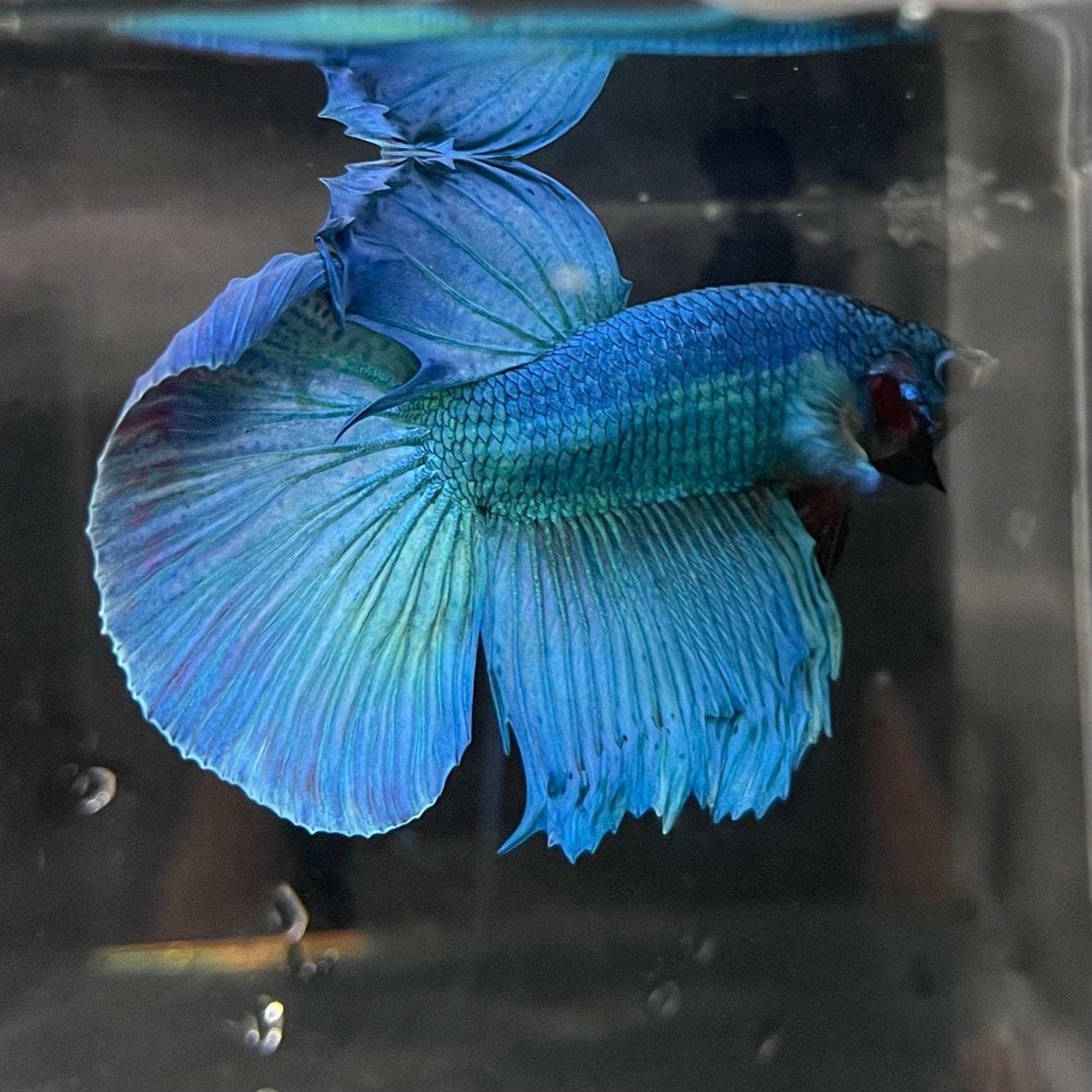 Betta Pair Selection Guide: Expert Tips for Perfect Matches