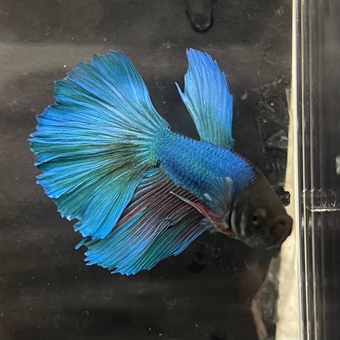 the-fish-farm Male Betta Male Betta - One Only - 11 Choose your favourite Male Betta from The Fish Farm Australia