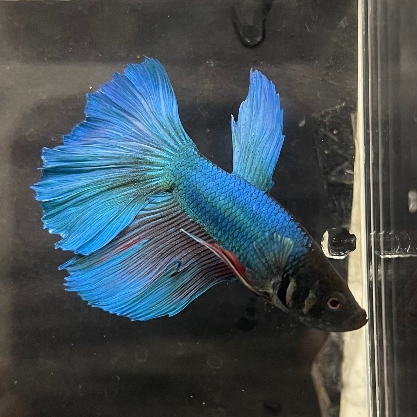 the-fish-farm Male Betta Male Betta - One Only - 11 Choose your favourite Male Betta from The Fish Farm Australia