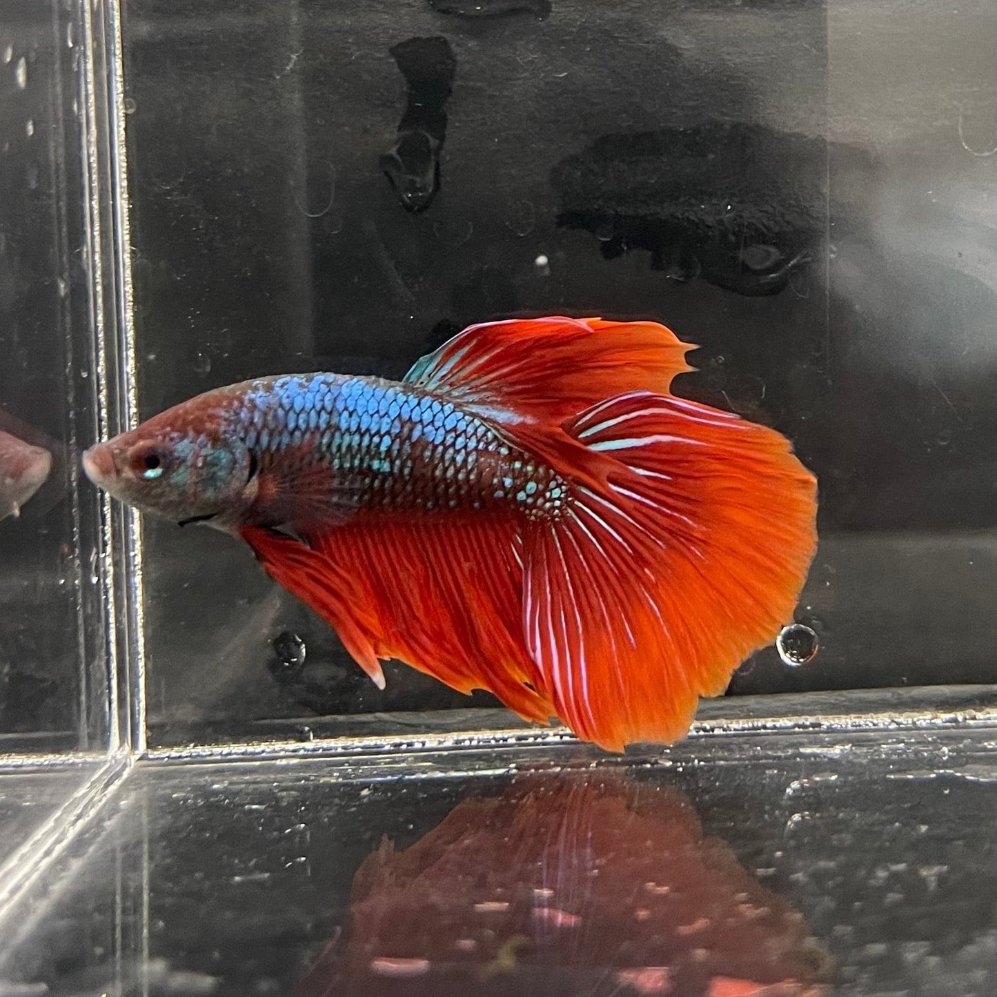 the-fish-farm Male Betta Male Betta - One Only - 11 Choose your favourite Male Betta from The Fish Farm Australia