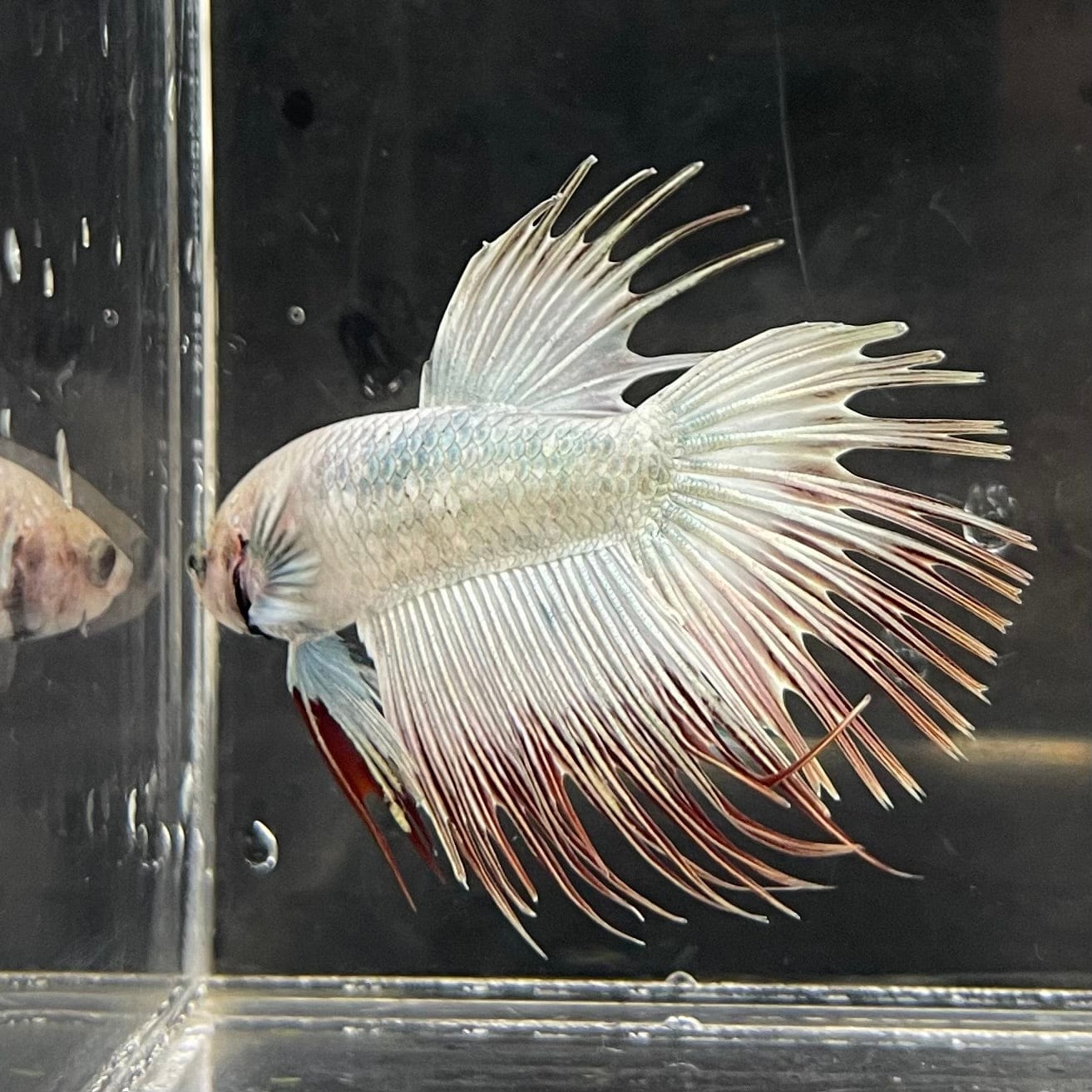 the-fish-farm Male Betta Male Betta - One Only - 11 Choose your favourite Male Betta from The Fish Farm Australia