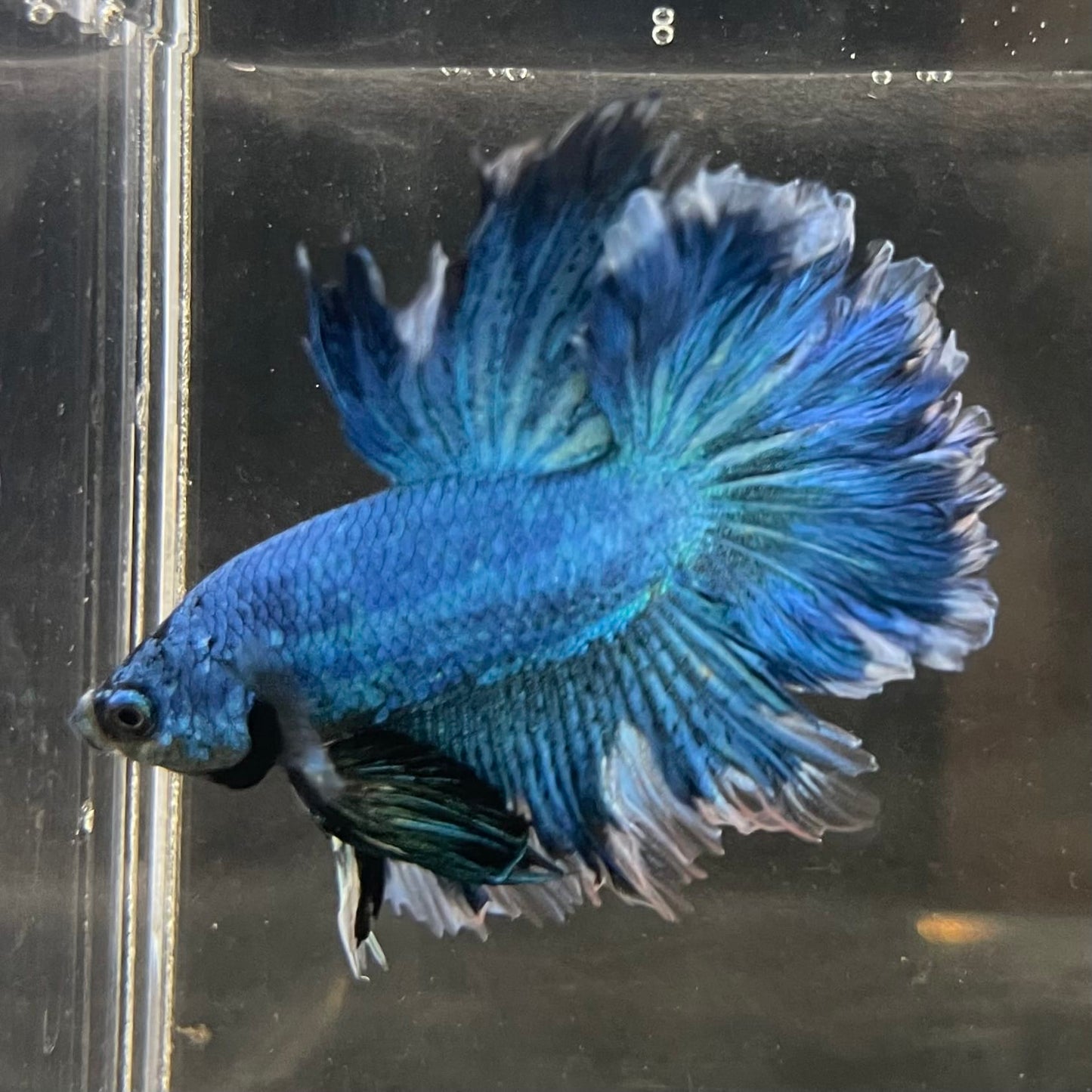 the-fish-farm Male Betta Male Betta - One Only - 11 Choose your favourite Male Betta from The Fish Farm Australia