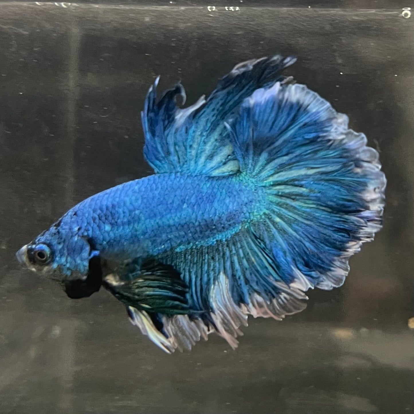 the-fish-farm Male Betta Male Betta - One Only - 11 Choose your favourite Male Betta from The Fish Farm Australia