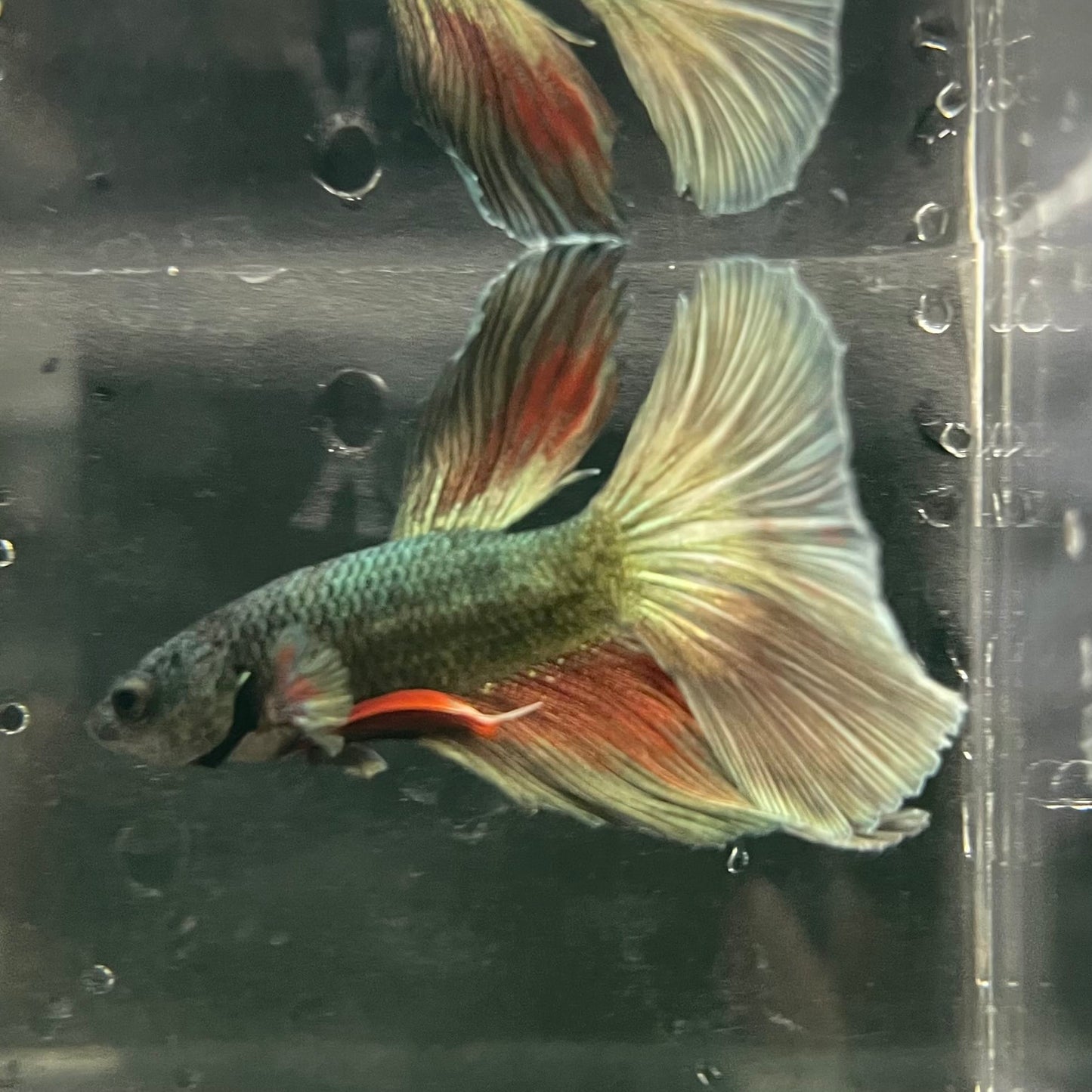 the-fish-farm Male Betta Male Betta - One Only - 11 Choose your favourite Male Betta from The Fish Farm Australia