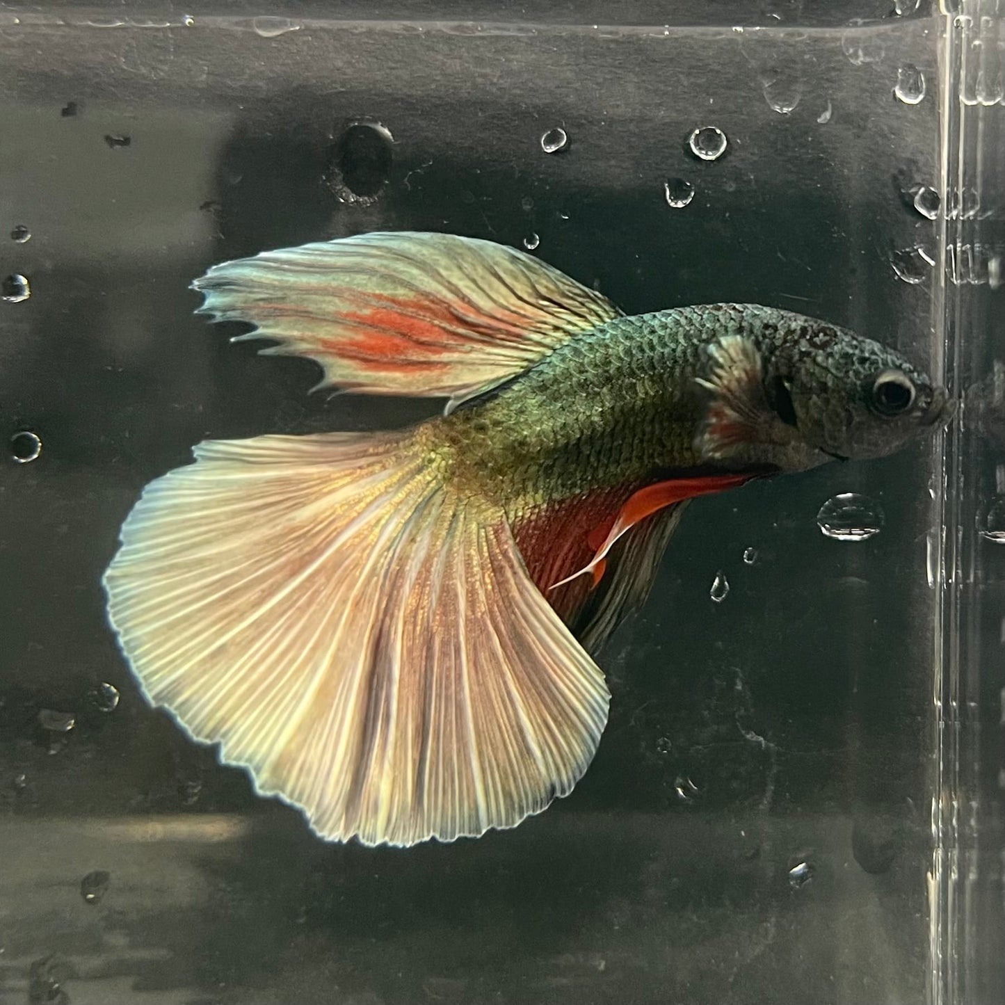 the-fish-farm Male Betta Male Betta - One Only - 11 Choose your favourite Male Betta from The Fish Farm Australia