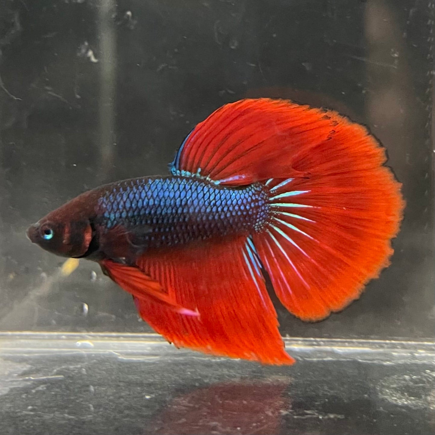 the-fish-farm Male Betta Male Betta - One Only - 11 Choose your favourite Male Betta from The Fish Farm Australia