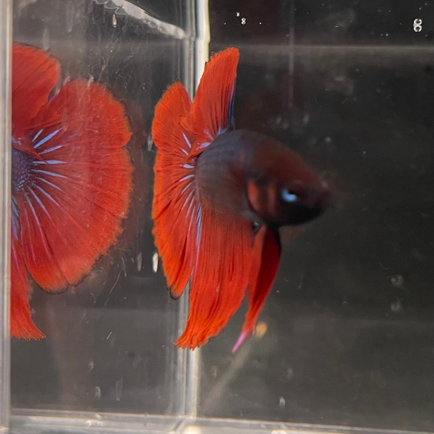 the-fish-farm Male Betta Male Betta - One Only - 11 Choose your favourite Male Betta from The Fish Farm Australia