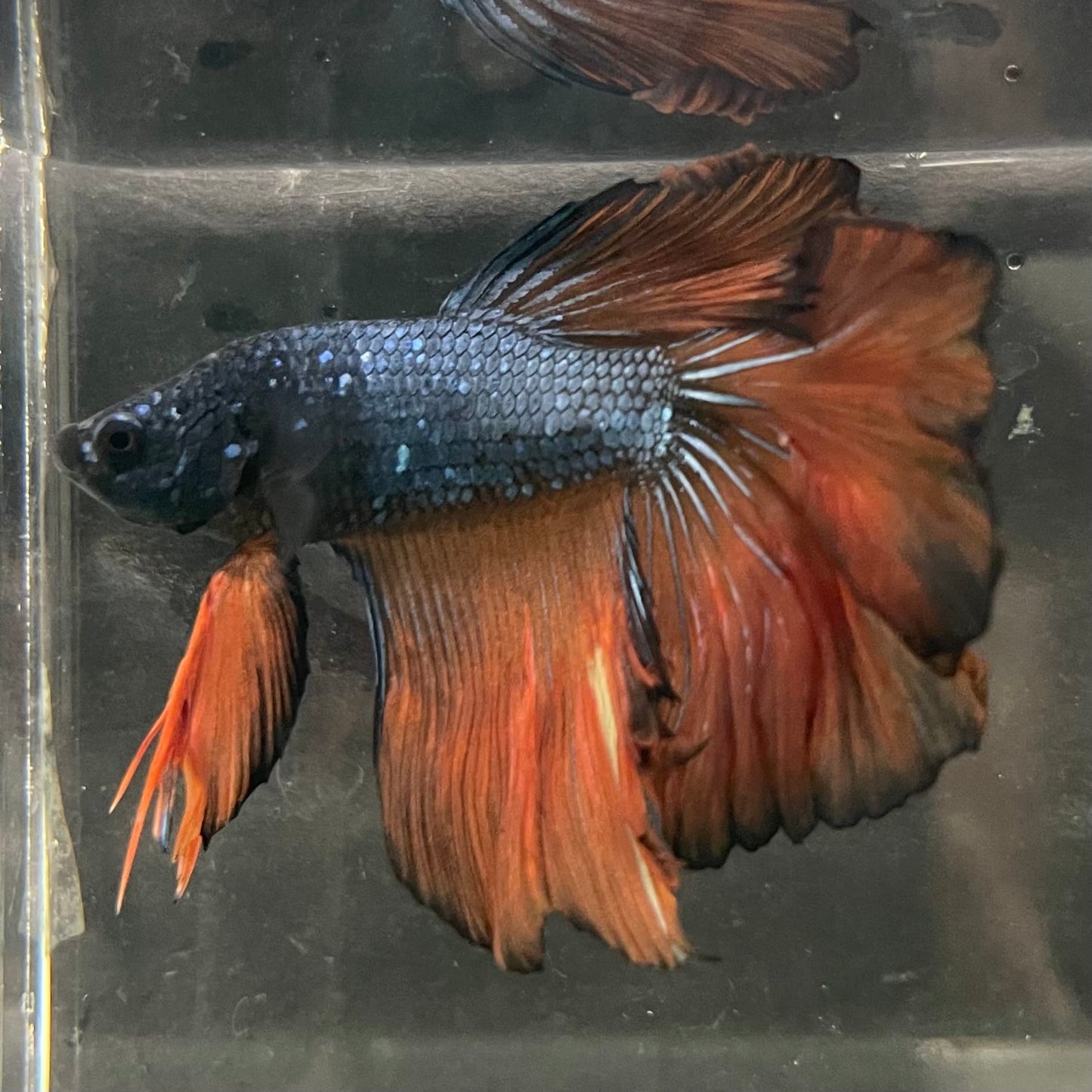 the-fish-farm Male Betta Male Betta - One Only - 11 Choose your favourite Male Betta from The Fish Farm Australia