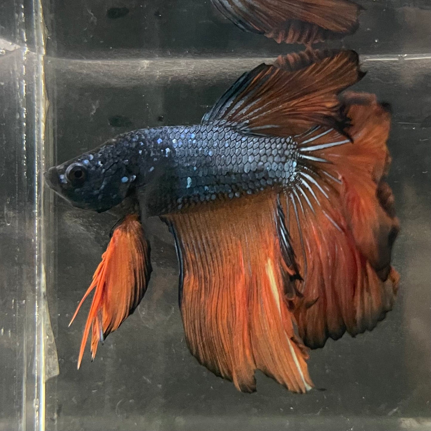 the-fish-farm Male Betta Male Betta - One Only - 11 Choose your favourite Male Betta from The Fish Farm Australia
