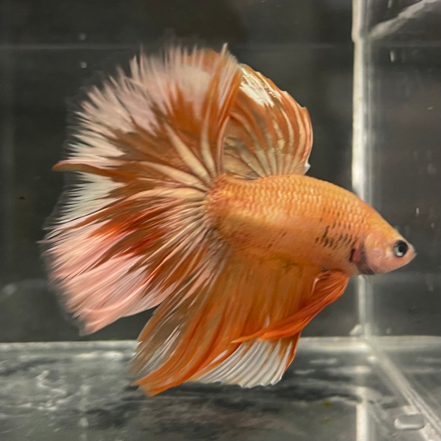 the-fish-farm Male Betta Male Betta - One Only - 11 Choose your favourite Male Betta from The Fish Farm Australia