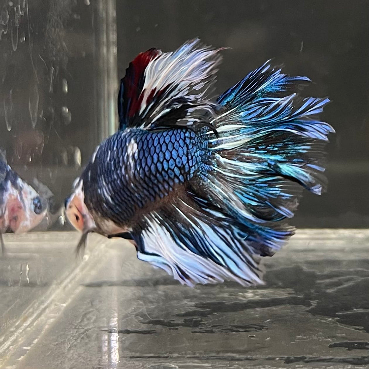 the-fish-farm Male Betta Male Betta - One Only - 11 Choose your favourite Male Betta from The Fish Farm Australia