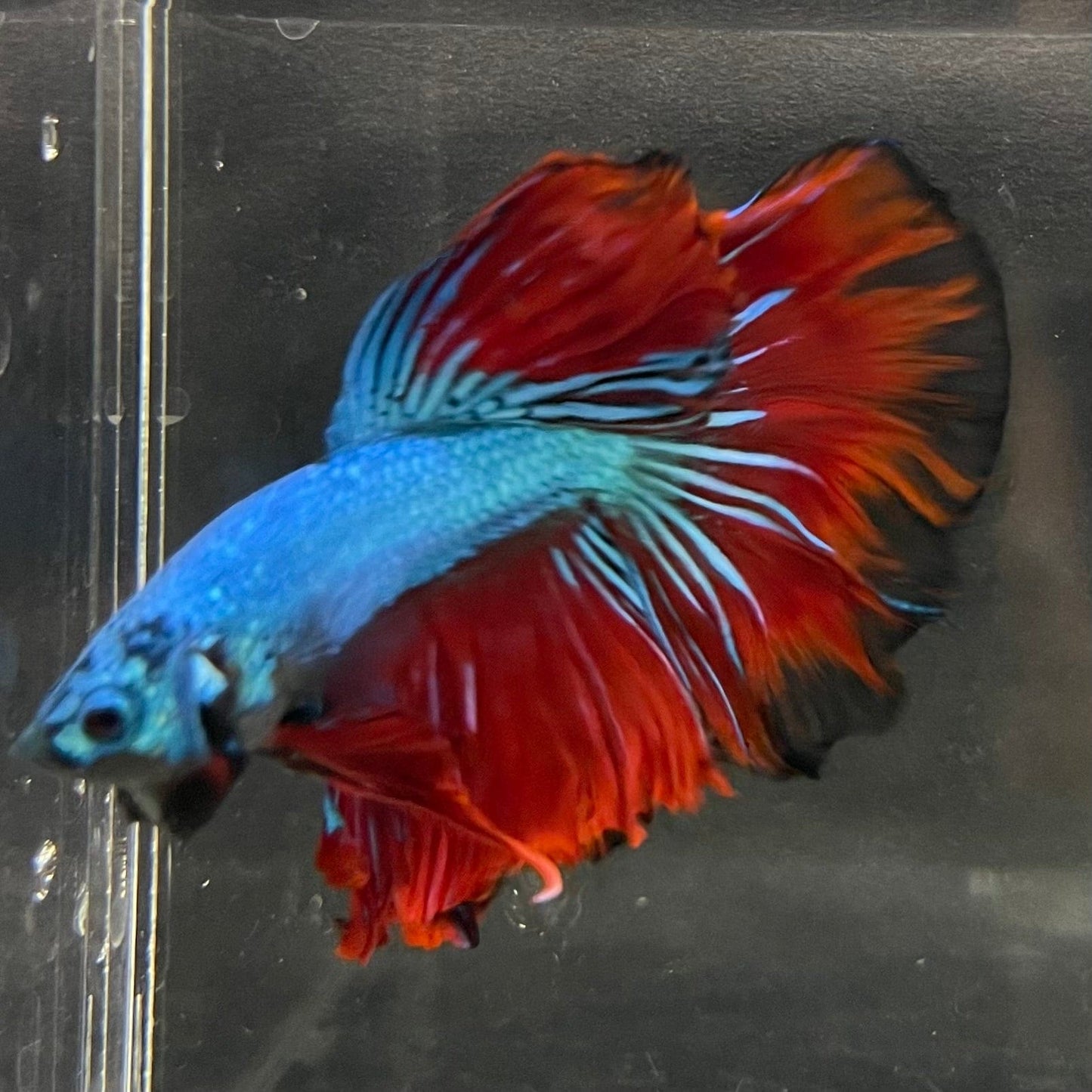 the-fish-farm Male Betta Male Betta - One Only - 12 Choose your favourite Male Betta from The Fish Farm Australia