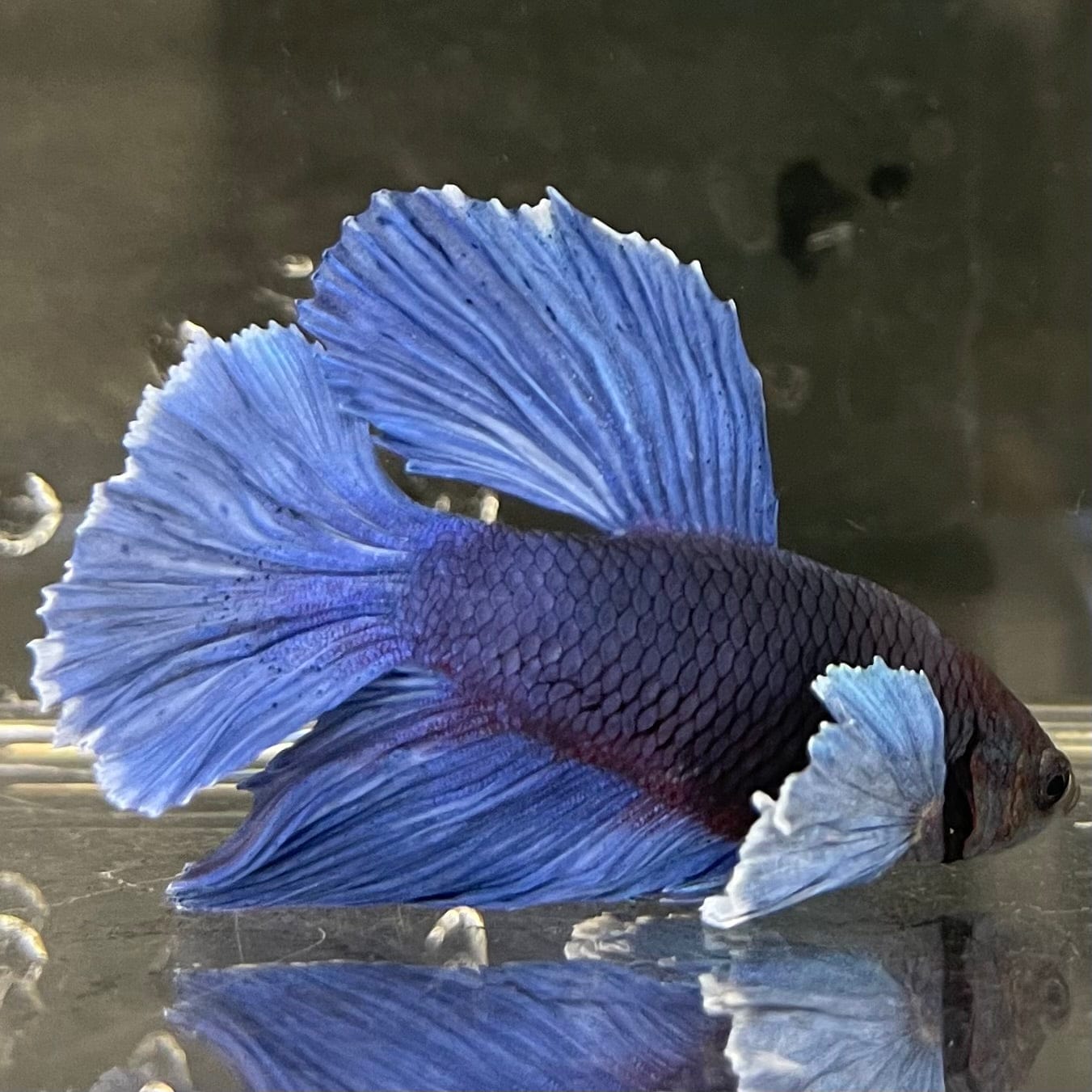 the-fish-farm Male Betta Male Betta - One Only - 12 Choose your favourite Male Betta from The Fish Farm Australia