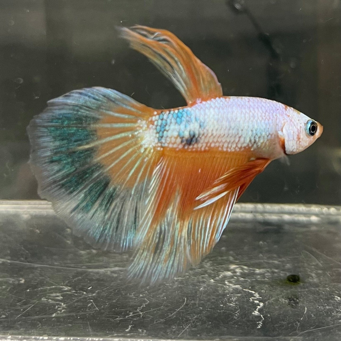 the-fish-farm Male Betta Male Betta - One Only - 12 Choose your favourite Male Betta from The Fish Farm Australia