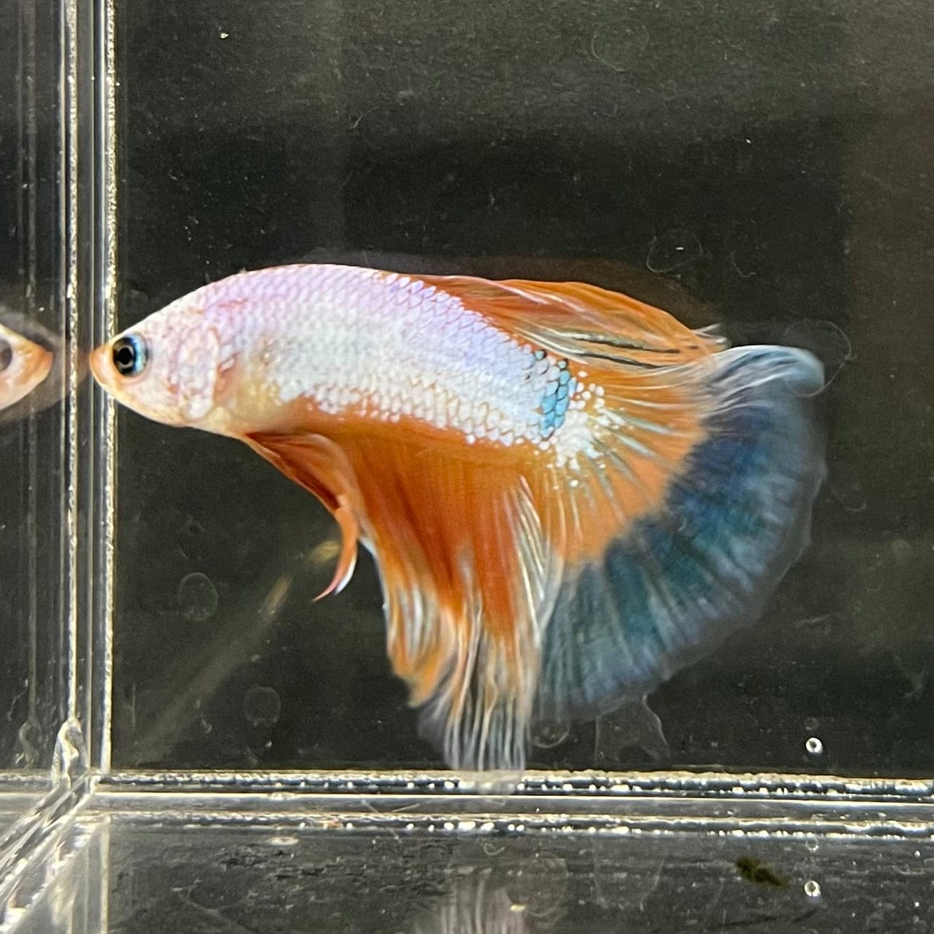 the-fish-farm Male Betta Male Betta - One Only - 12 Choose your favourite Male Betta from The Fish Farm Australia