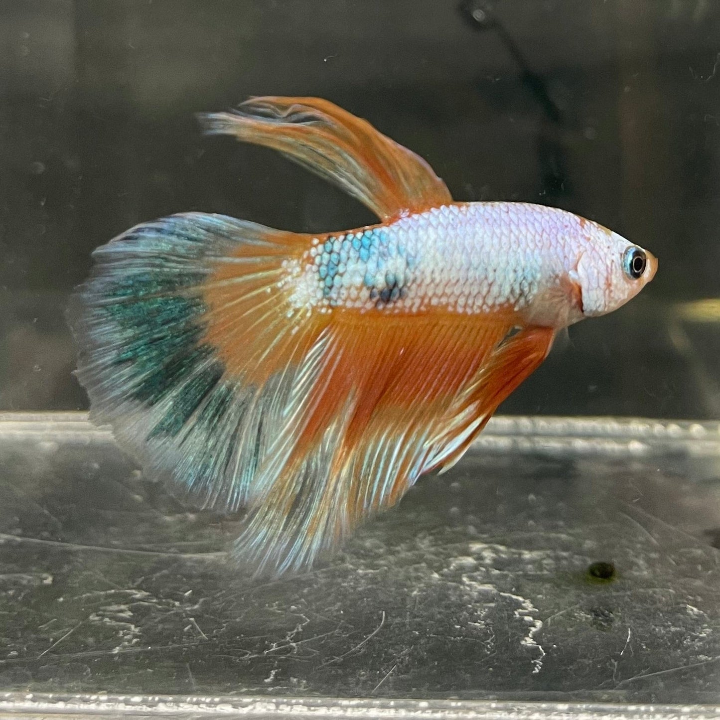 the-fish-farm Male Betta Male Betta - One Only - 12 Choose your favourite Male Betta from The Fish Farm Australia