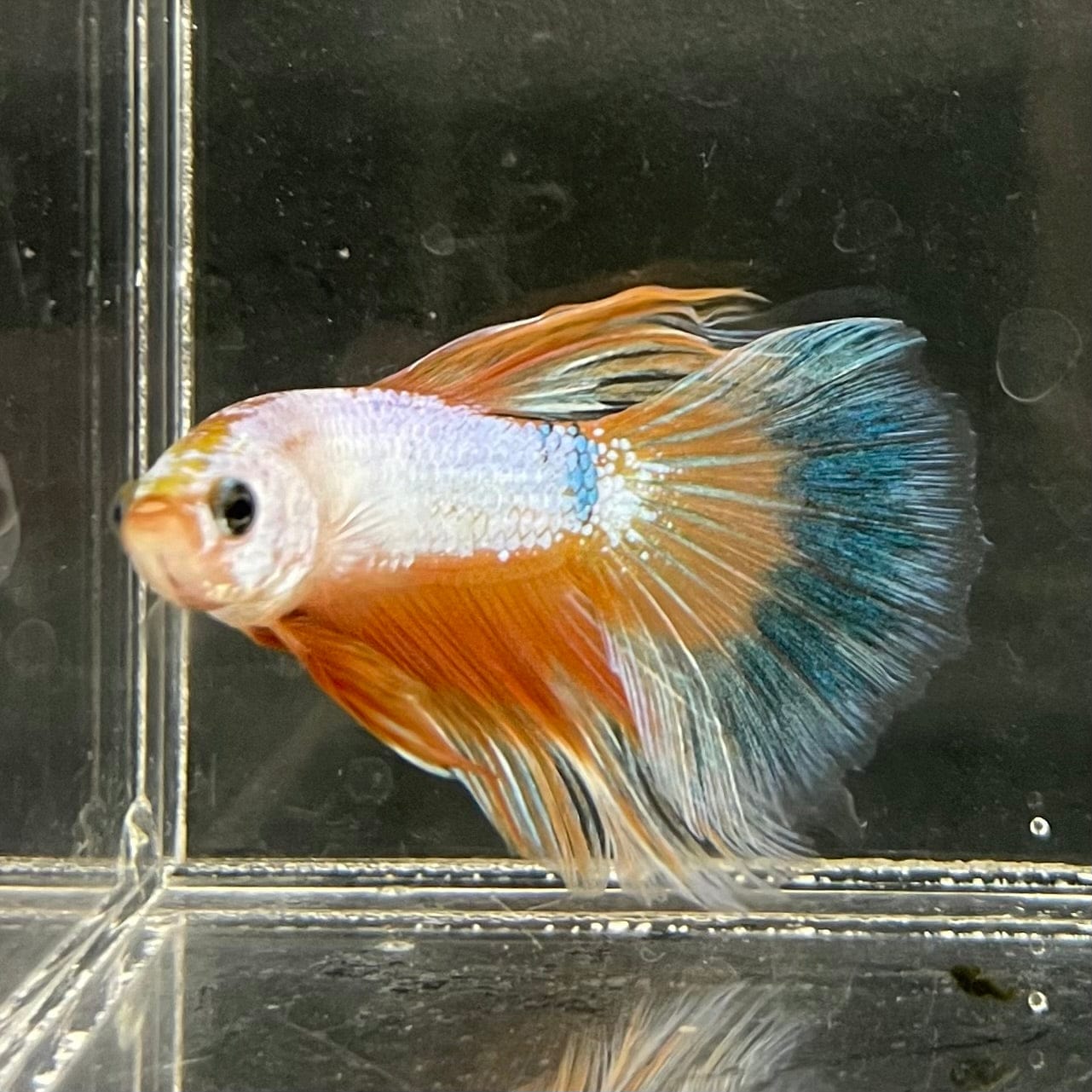 the-fish-farm Male Betta Male Betta - One Only - 12 Choose your favourite Male Betta from The Fish Farm Australia