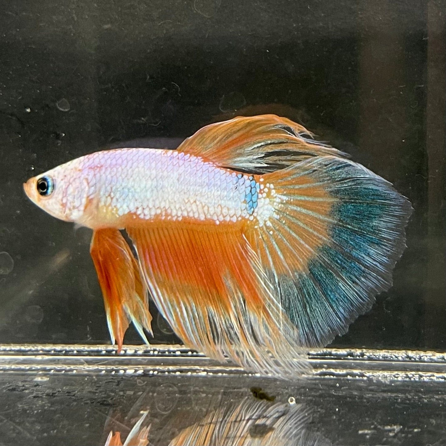 the-fish-farm Male Betta Male Betta - One Only - 12 Choose your favourite Male Betta from The Fish Farm Australia