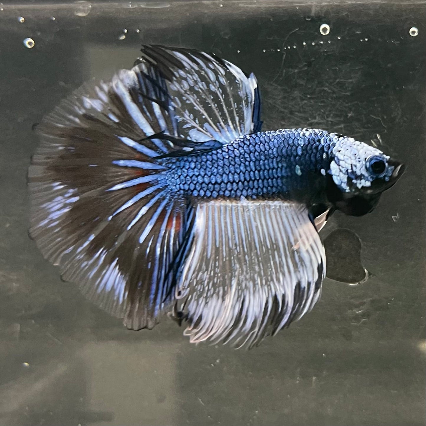 the-fish-farm Male Betta Male Betta - One Only - 12 Choose your favourite Male Betta from The Fish Farm Australia