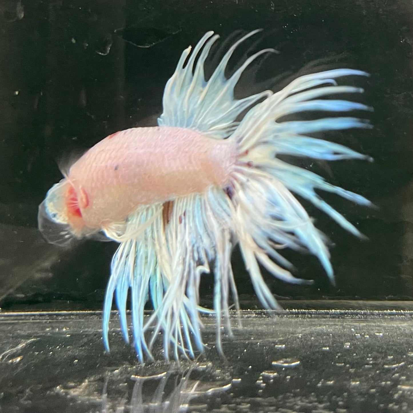 the-fish-farm Male Betta Male Betta - One Only - 12 Choose your favourite Male Betta from The Fish Farm Australia