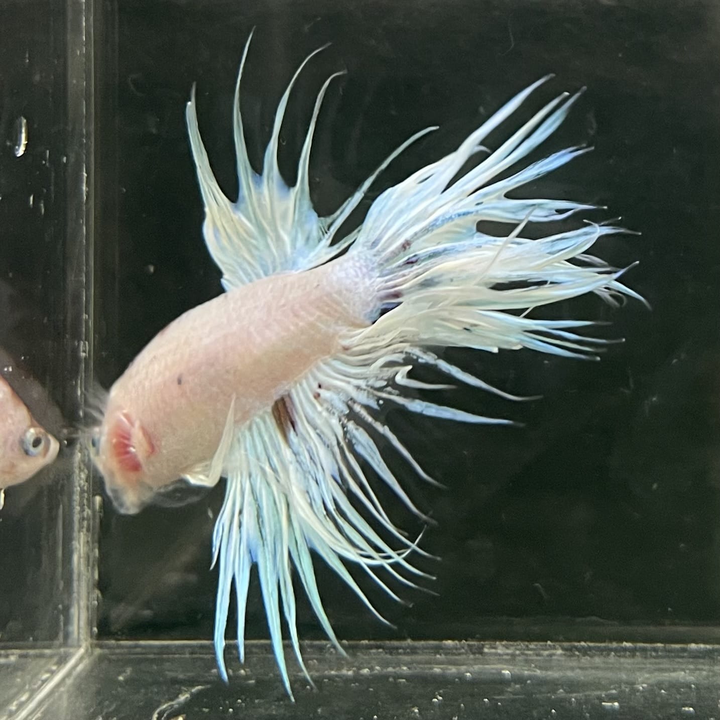 the-fish-farm Male Betta Male Betta - One Only - 12 Choose your favourite Male Betta from The Fish Farm Australia