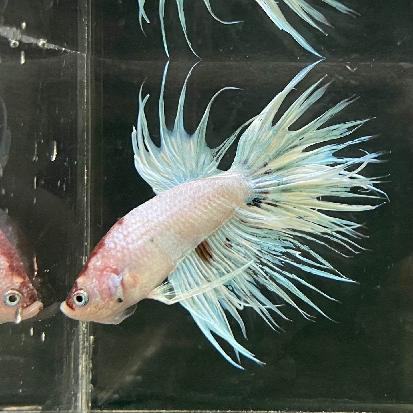 the-fish-farm Male Betta Male Betta - One Only - 12 Choose your favourite Male Betta from The Fish Farm Australia
