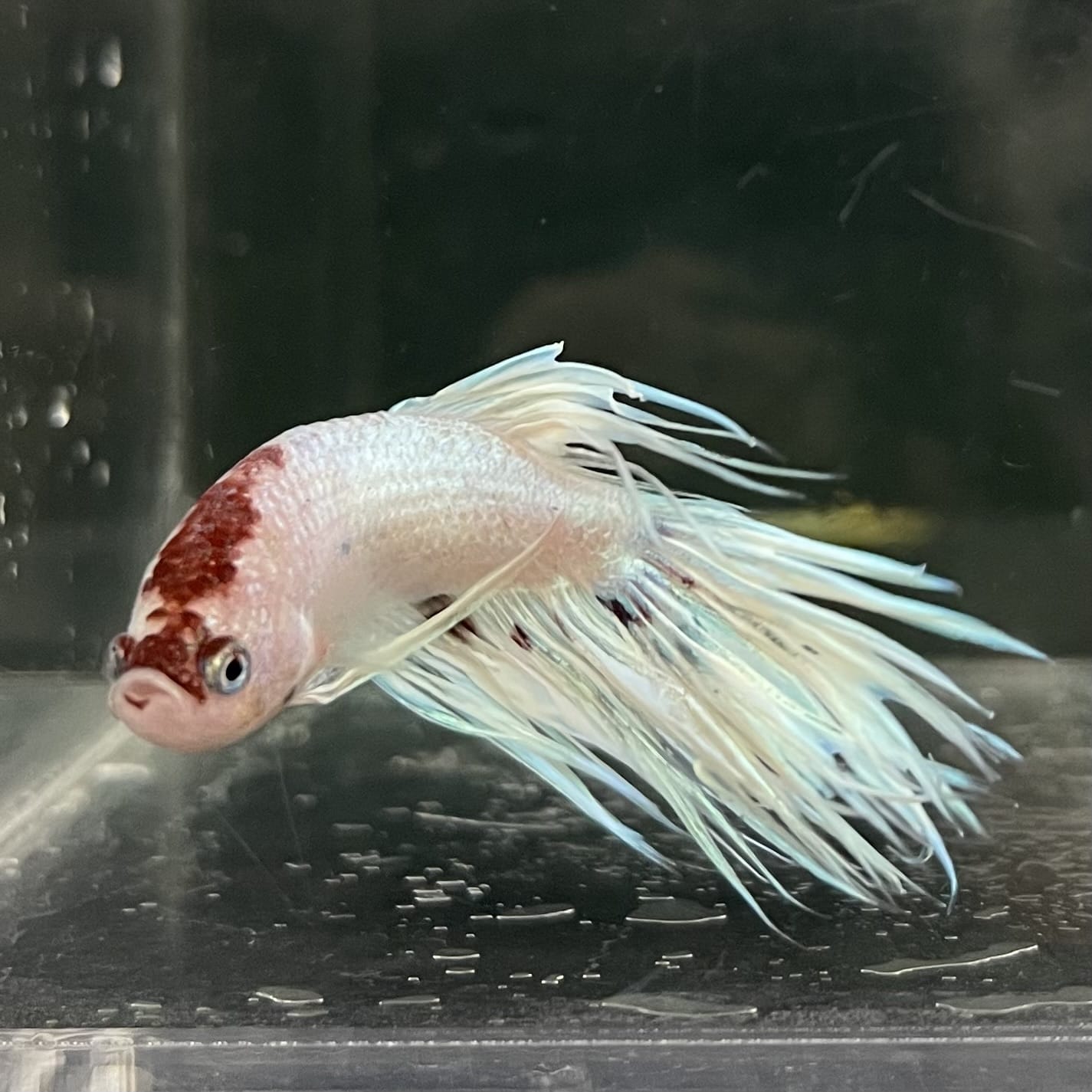 the-fish-farm Male Betta Male Betta - One Only - 12 Choose your favourite Male Betta from The Fish Farm Australia