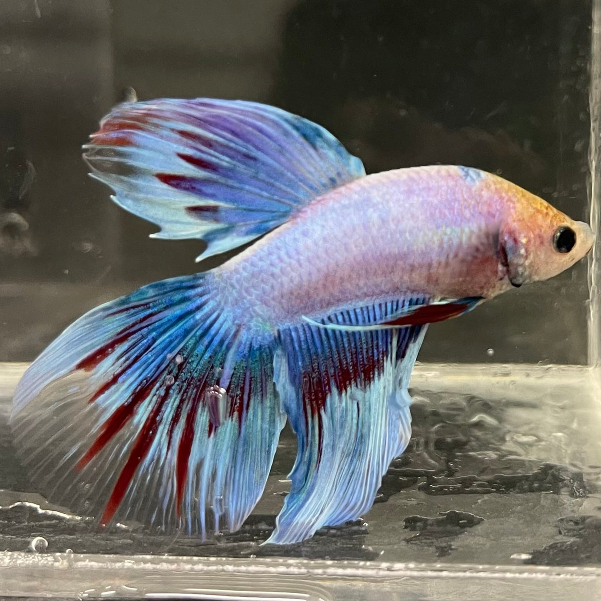 the-fish-farm Male Betta Male Betta - One Only - 12 Choose your favourite Male Betta from The Fish Farm Australia
