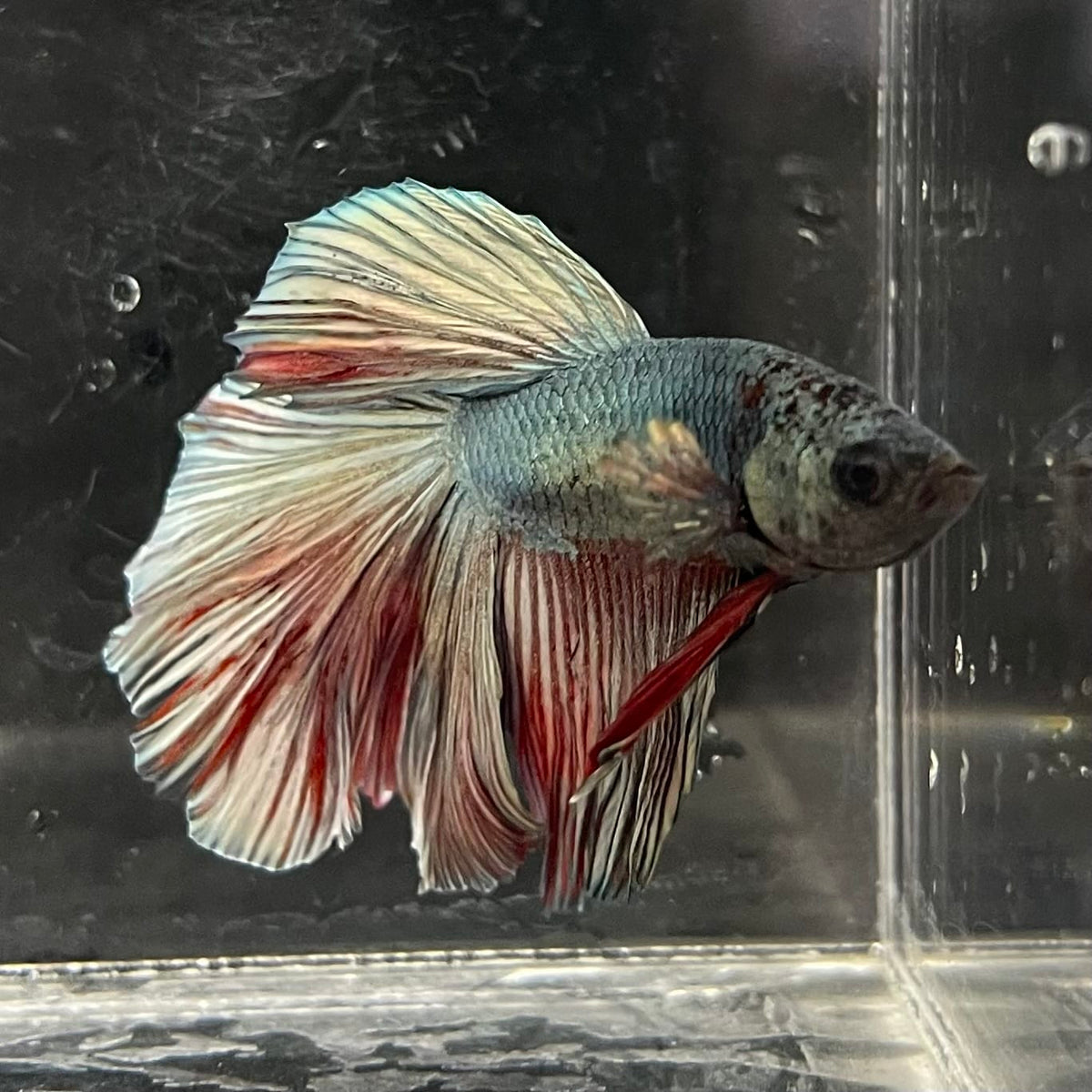 the-fish-farm Male Betta Male Betta - One Only - 12 Choose your favourite Male Betta from The Fish Farm Australia