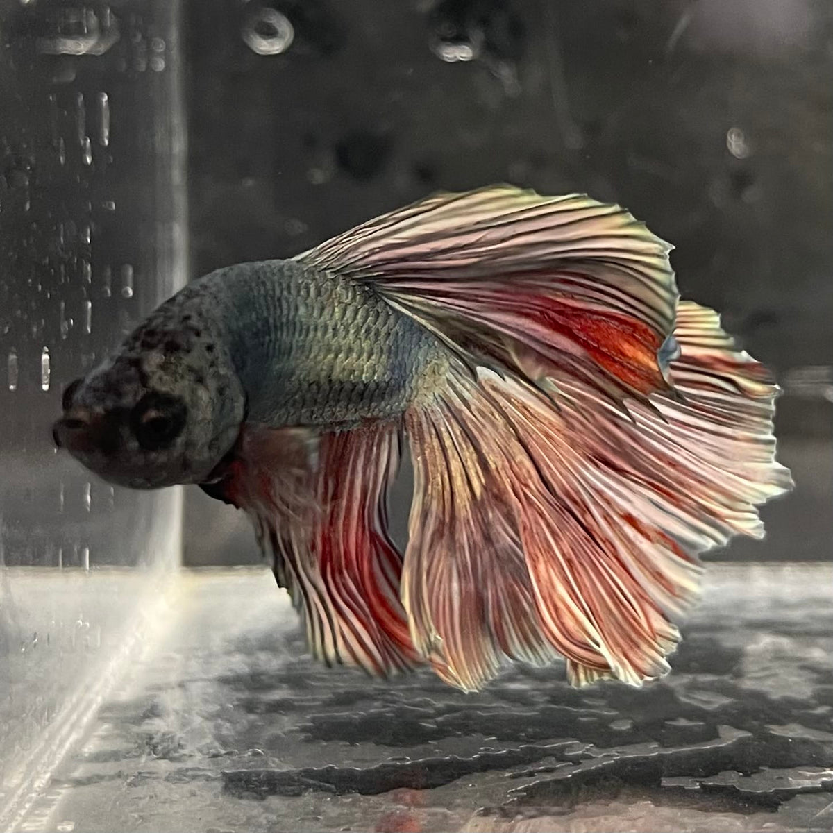 the-fish-farm Male Betta Male Betta - One Only - 12 Choose your favourite Male Betta from The Fish Farm Australia