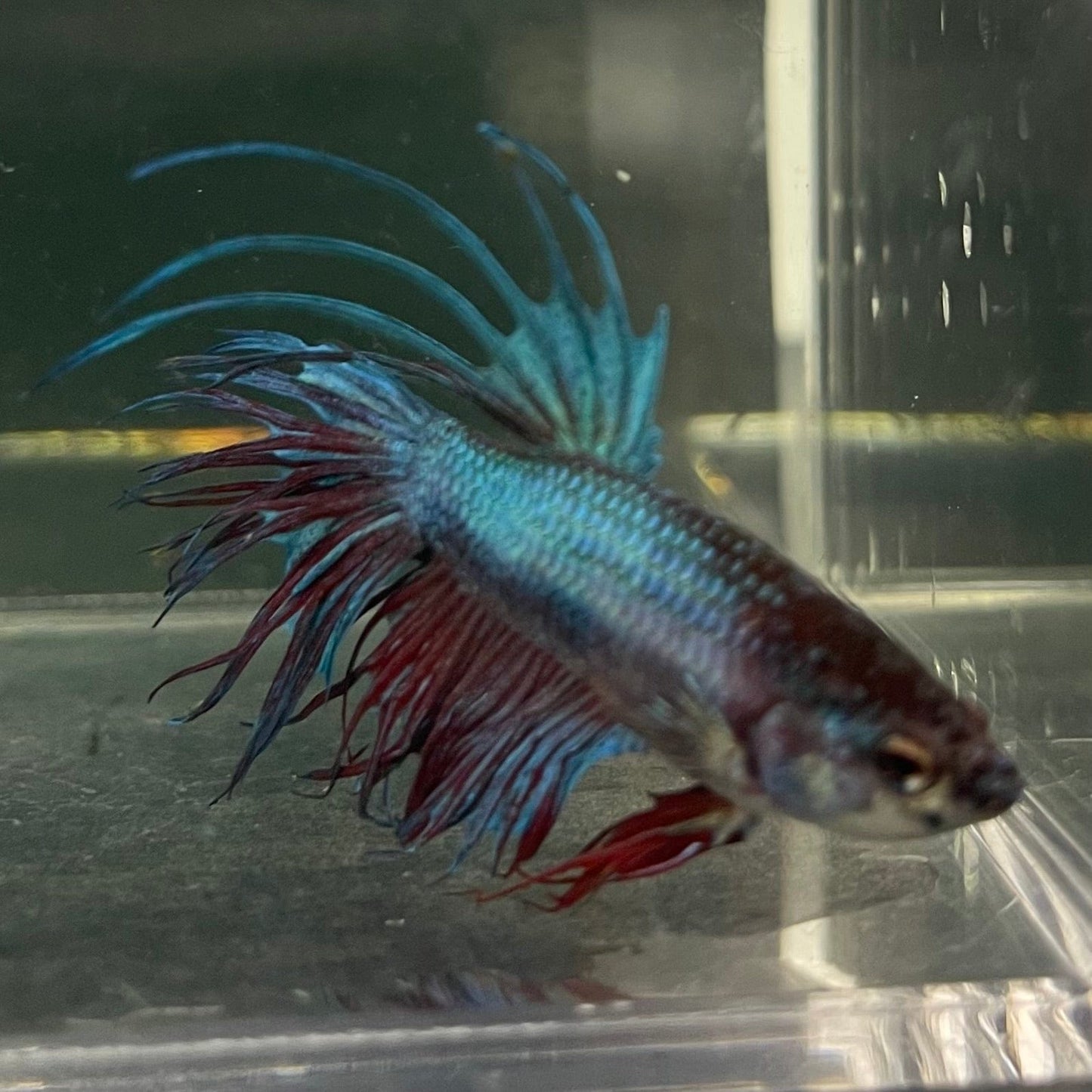 the-fish-farm Male Betta Male Betta - One Only - 13 Choose your favourite Male Betta from The Fish Farm Australia