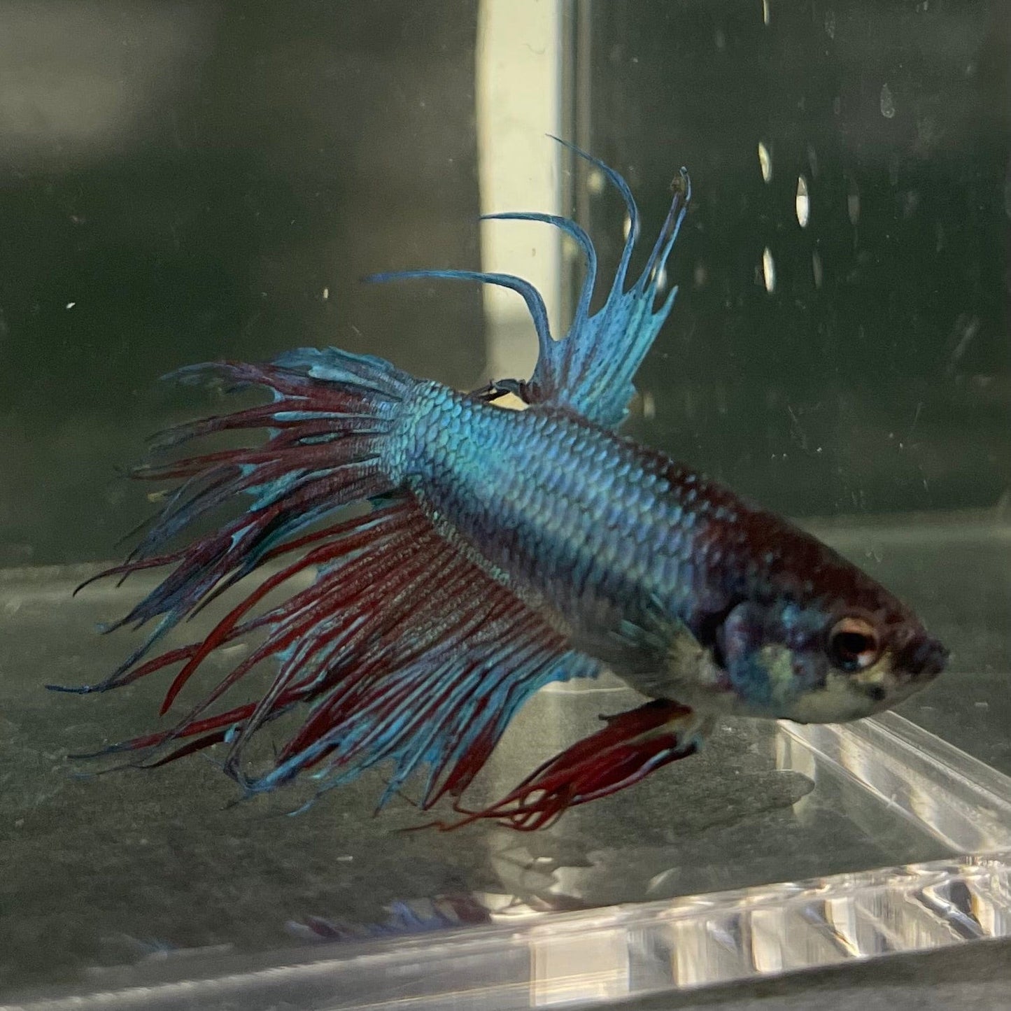 the-fish-farm Male Betta Male Betta - One Only - 13 Choose your favourite Male Betta from The Fish Farm Australia