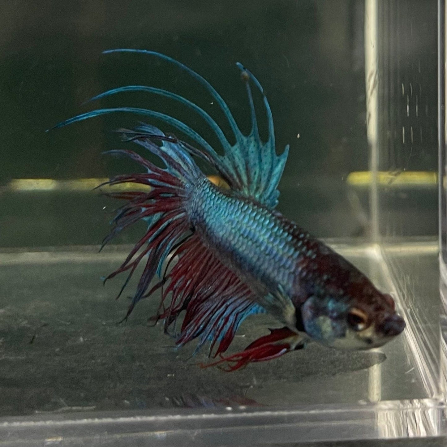 the-fish-farm Male Betta Male Betta - One Only - 13 Choose your favourite Male Betta from The Fish Farm Australia