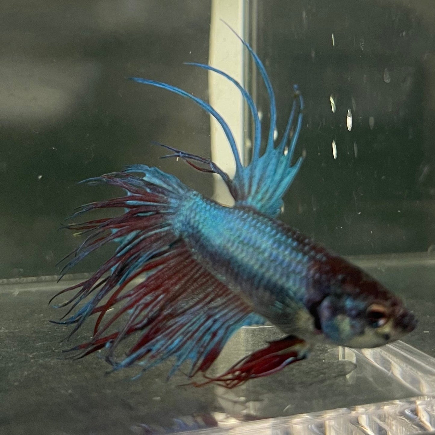 the-fish-farm Male Betta Male Betta - One Only - 13 Choose your favourite Male Betta from The Fish Farm Australia