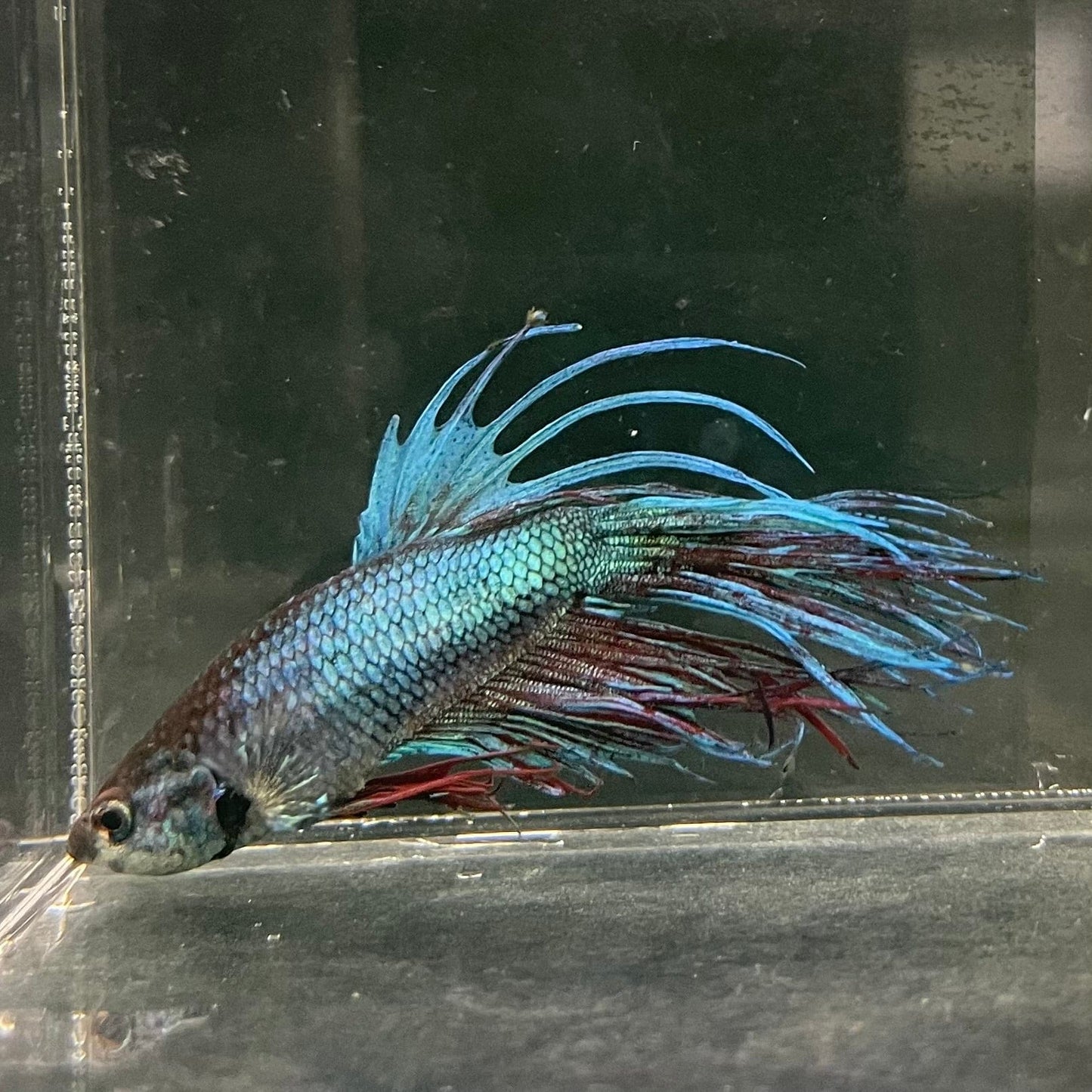 the-fish-farm Male Betta Male Betta - One Only - 13 Choose your favourite Male Betta from The Fish Farm Australia