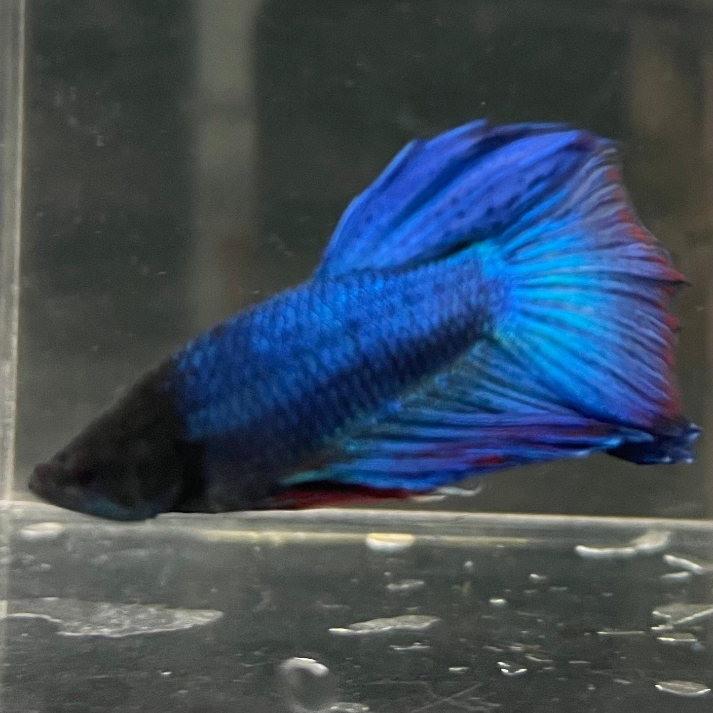 the-fish-farm Male Betta Male Betta - One Only - 13 Choose your favourite Male Betta from The Fish Farm Australia