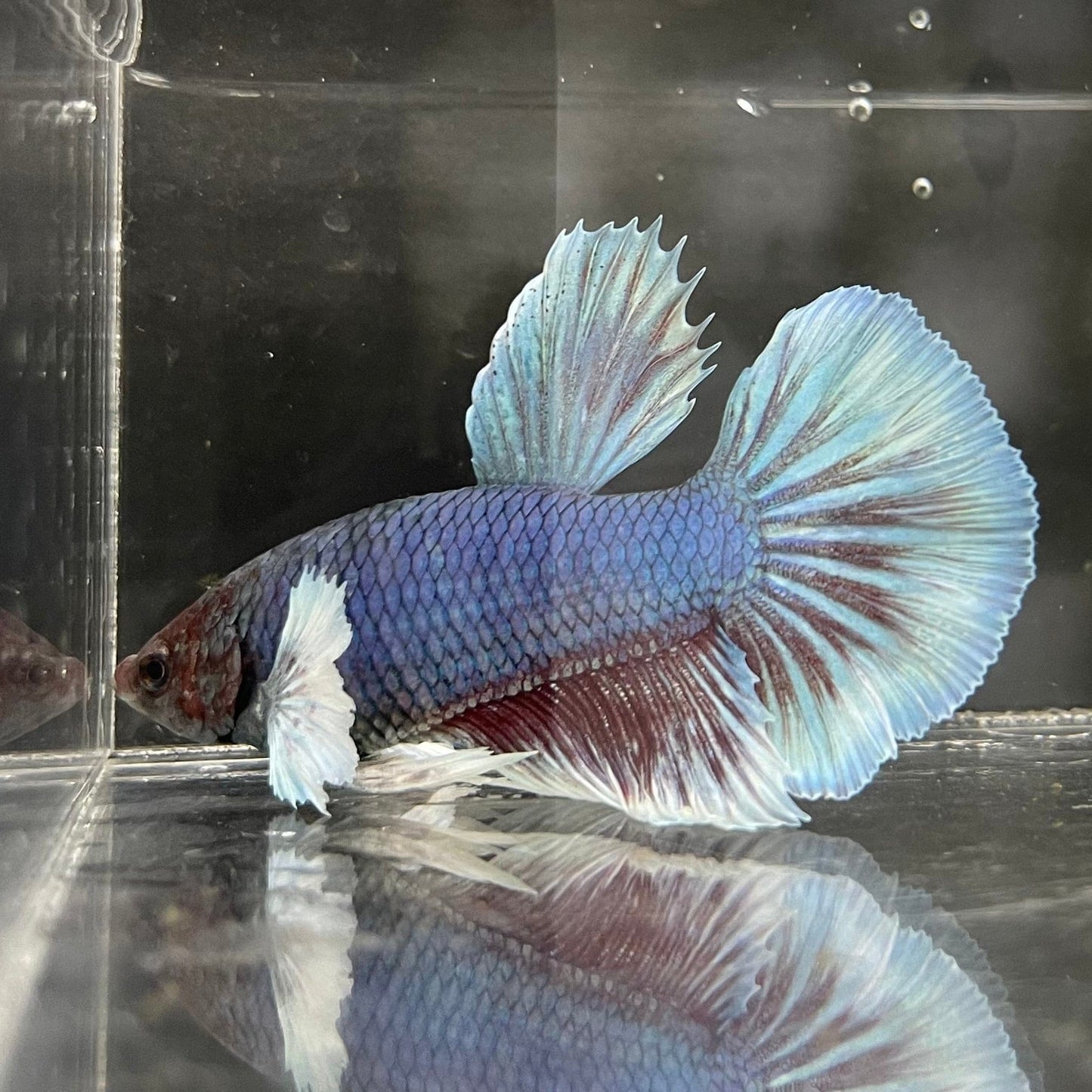 the-fish-farm Male Betta Male Betta - One Only - 13 Choose your favourite Male Betta from The Fish Farm Australia