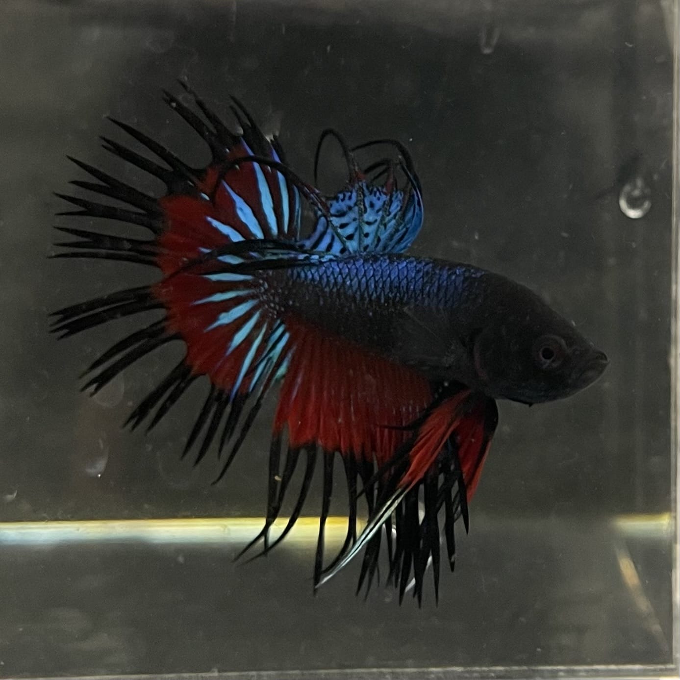 the-fish-farm Male Betta Male Betta - One Only - 13 Choose your favourite Male Betta from The Fish Farm Australia